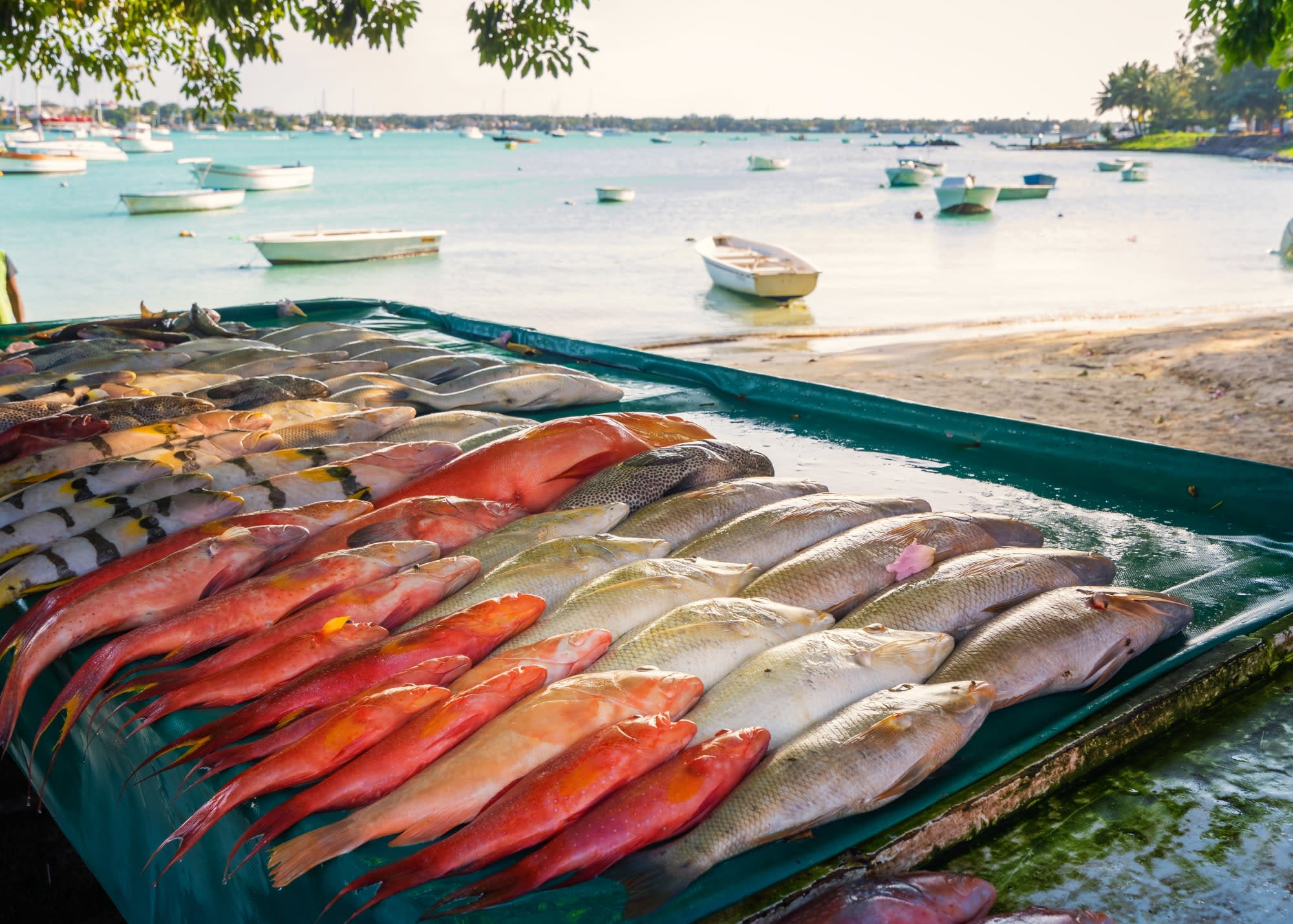 Mauritius entdecken ab Süd | Südwesten: Mauritius Fangfrischer Fisch