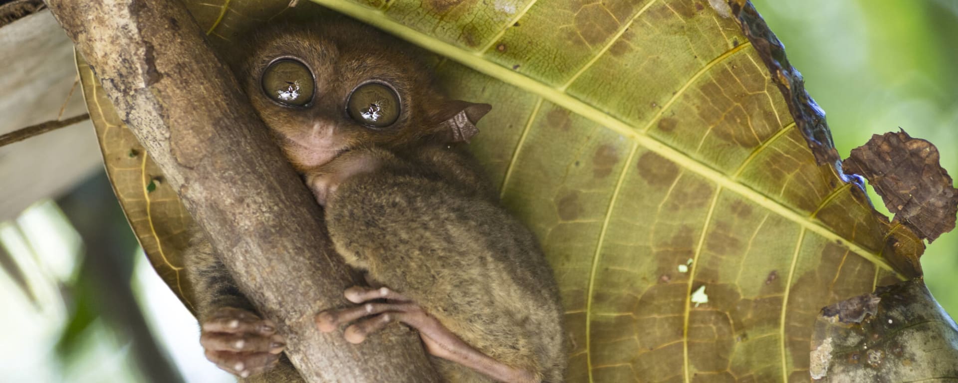 Naturschönheiten Bohols: Philippinen Bohol Tarsier