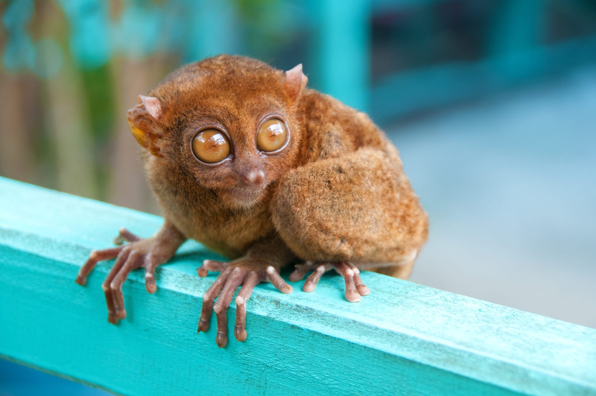 Naturschönheiten Bohols: Philippinen Bohol Koboldmaki