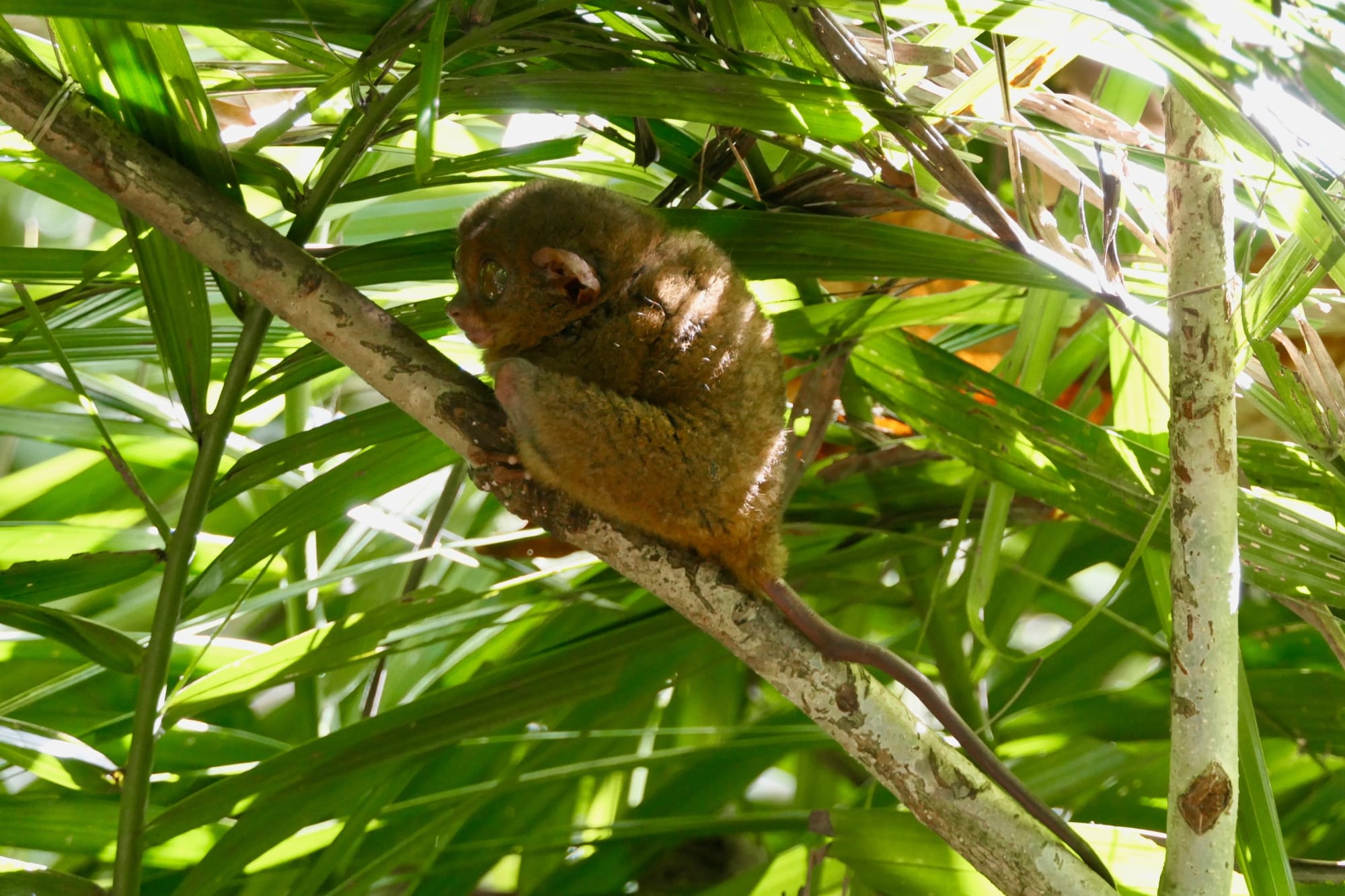 Naturschönheiten Bohols: Philippinen Bohol Koboldmaki