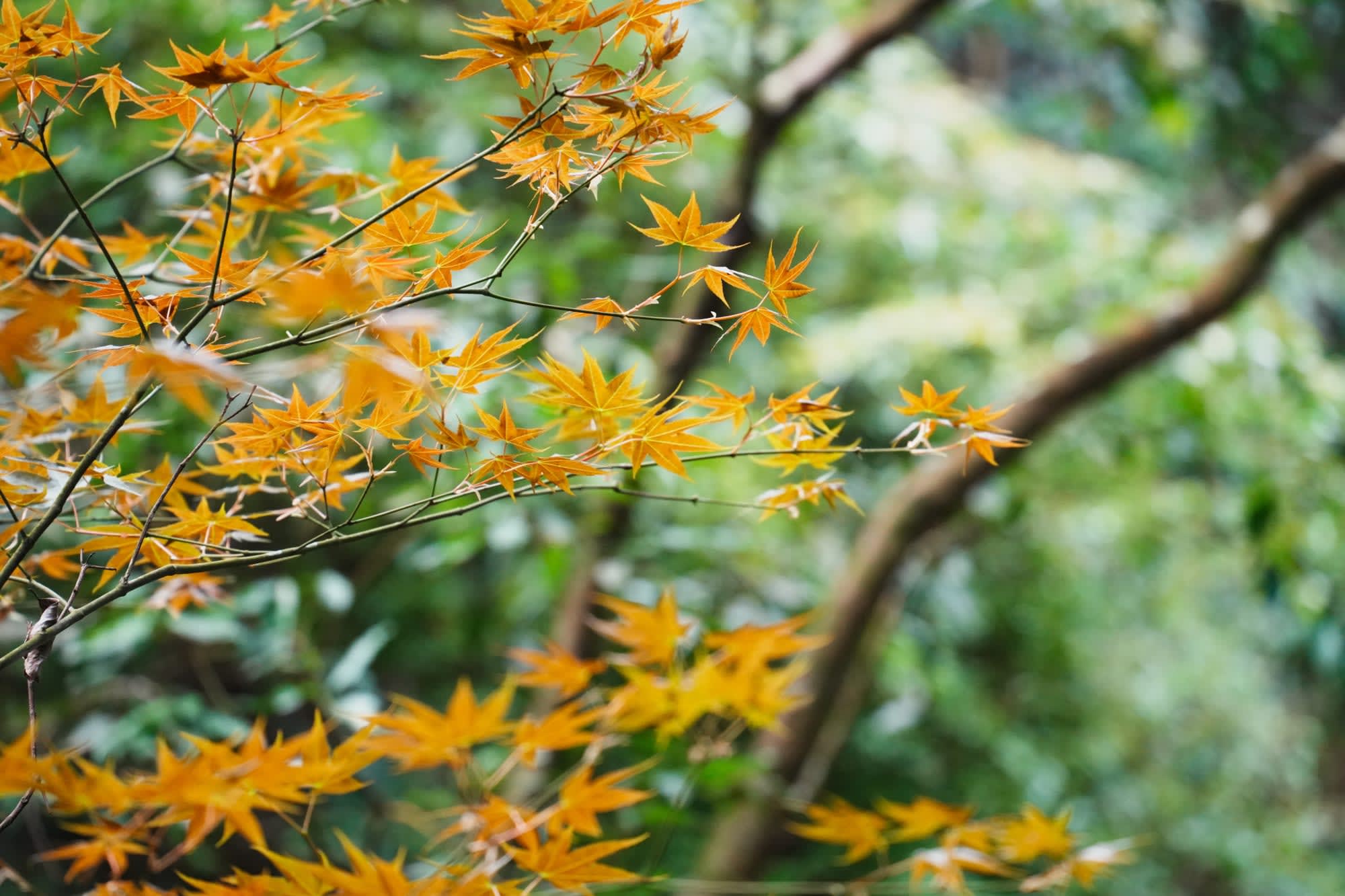 Soft Adventure Taiwan ab Taipei: Taiwan Yangmingshan NP Ahorn Herbstlaub