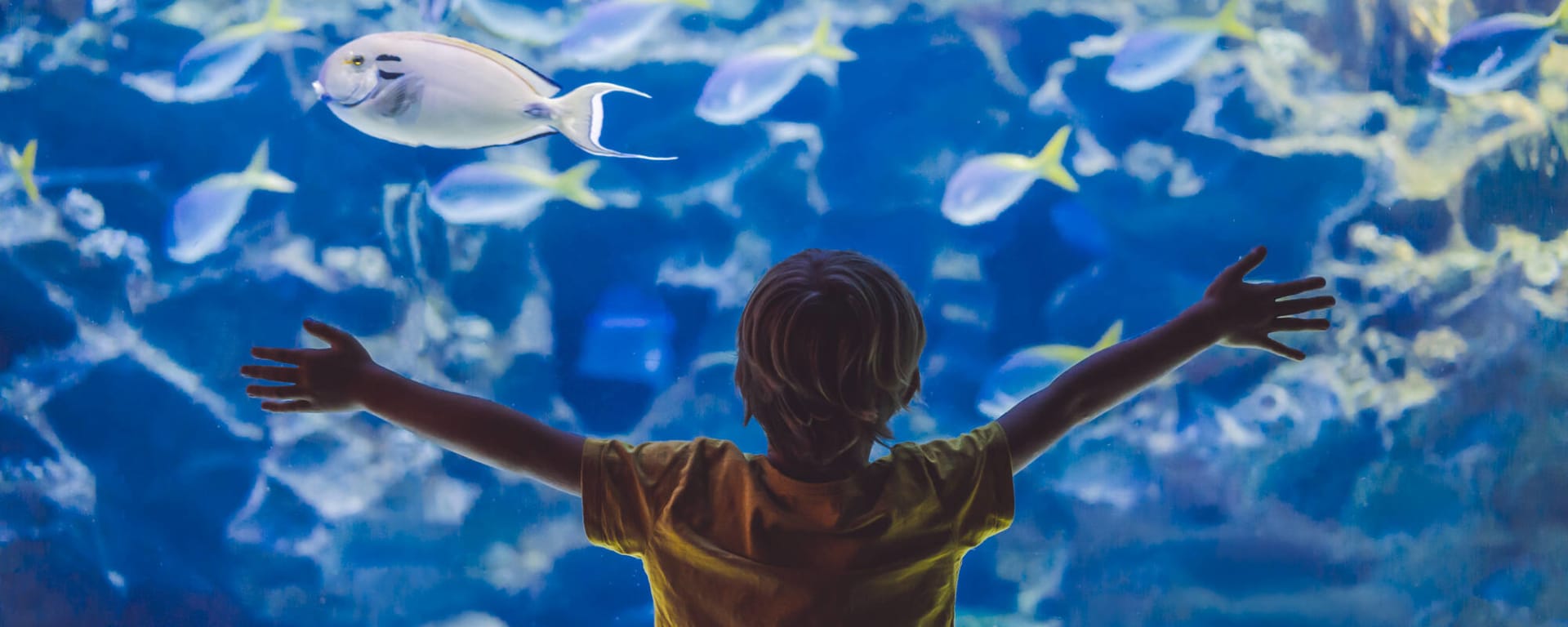 Familienabenteuer La Réunion ab Küstenregion: Reunion Familienabenteuer Aquarium