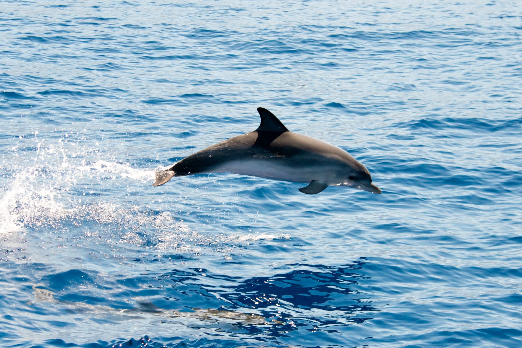 Familienabenteuer La Réunion ab Küstenregion: Reunion Delfin Safari