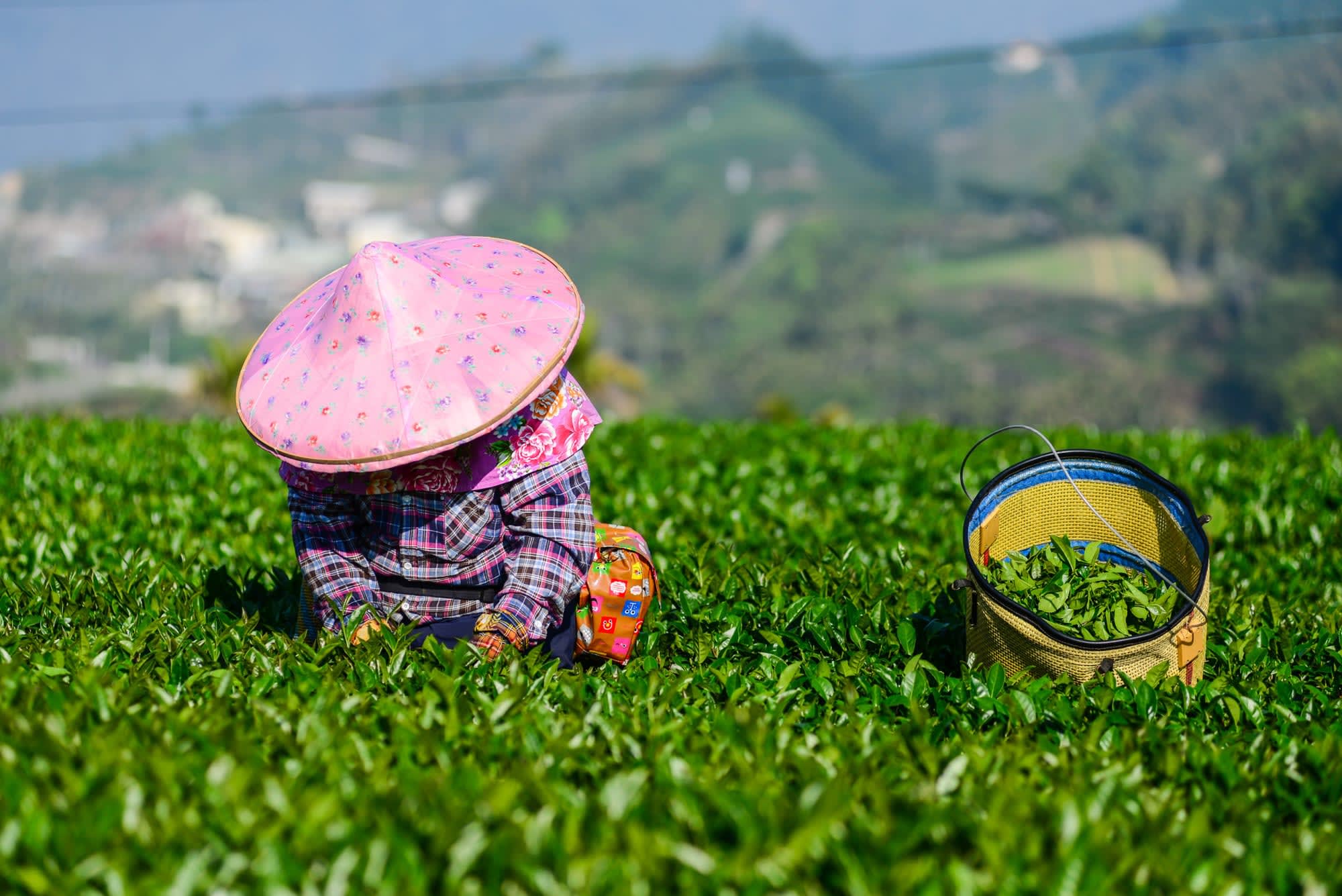 Sonne-Mond-See & Teeregion Alishan ab Taipei: Taiwan Alishan Teeplantage
