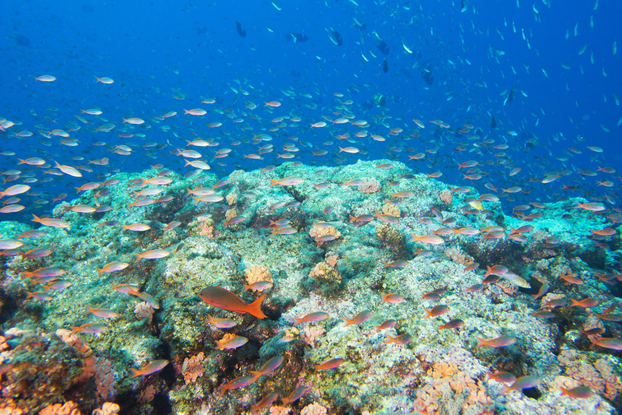 Südliche Visayas: Inselhüpfen, Schokoladenhügel und Koboldmakis ab Bohol: Philippinen Unterwasserwelt