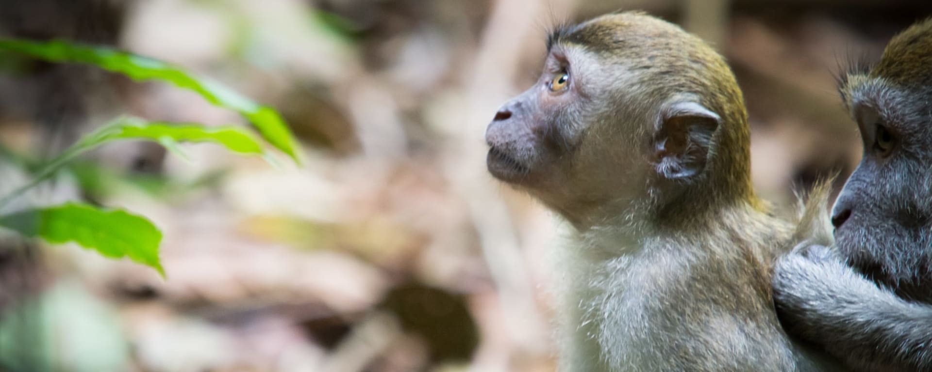 Natur & Kultur Nord-Sumatra ab Medan: Indonesien Sumatra Gunung Leuser Nationalpark Affe