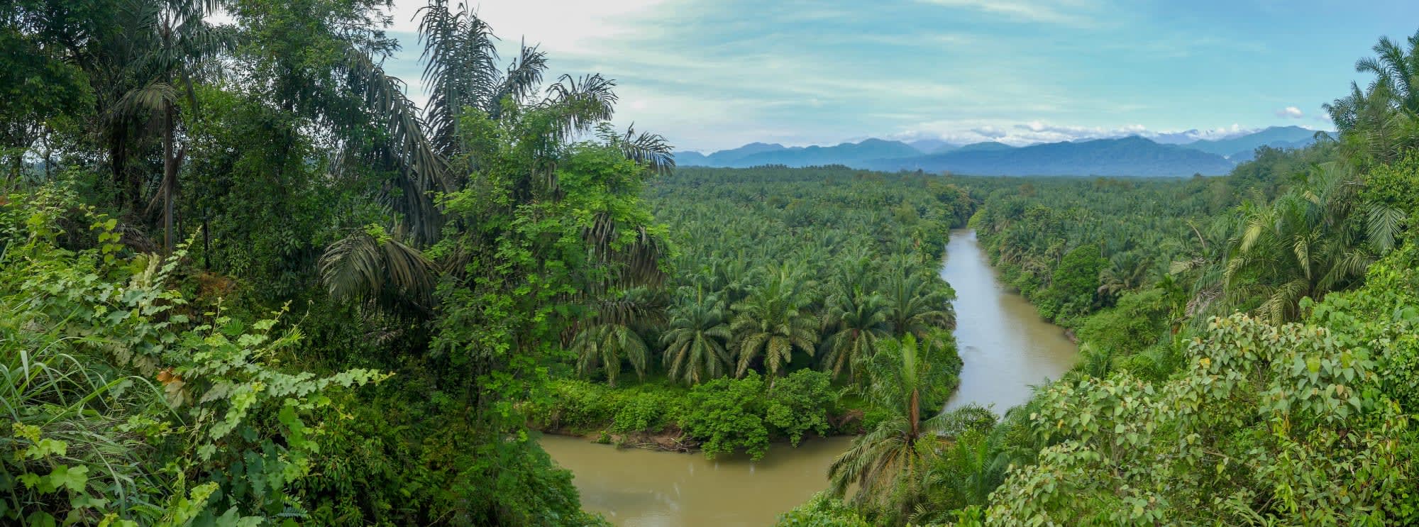 Natur & Kultur Nord-Sumatra ab Medan: Indonesien Sumatra Gunung Leuser Nationalpark