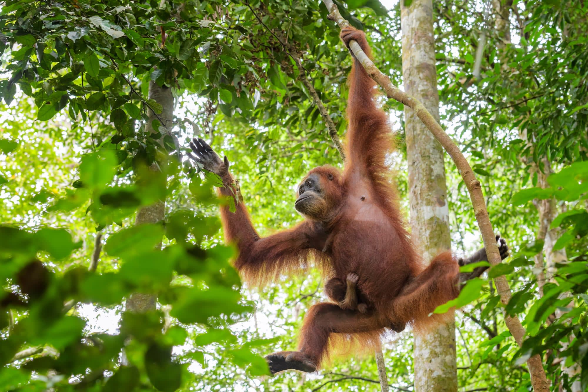 Natur & Kultur Nord-Sumatra ab Medan: Indonesien Sumatra Orang Utan
