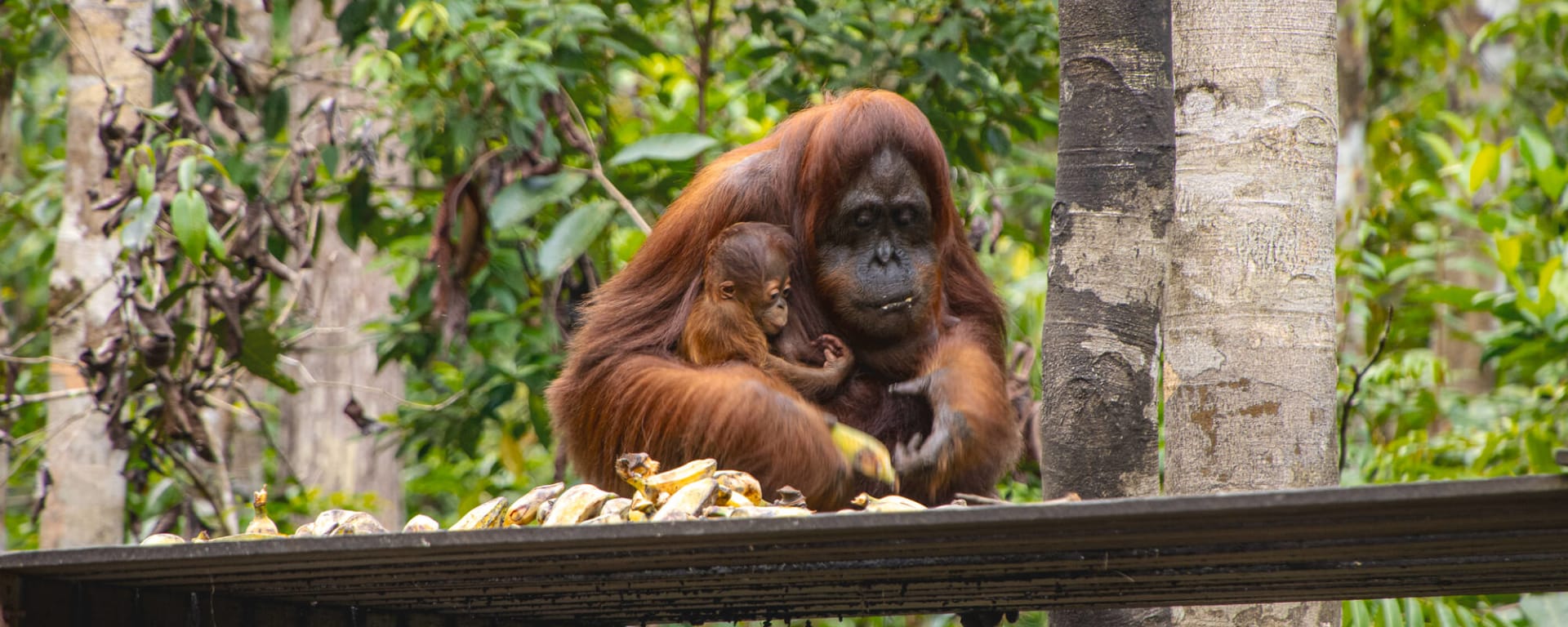 Tanjung Puting Nationalpark ab Palangkaraya: Indonesien Kalimantan Tanjung Puting NP Orang-Utans