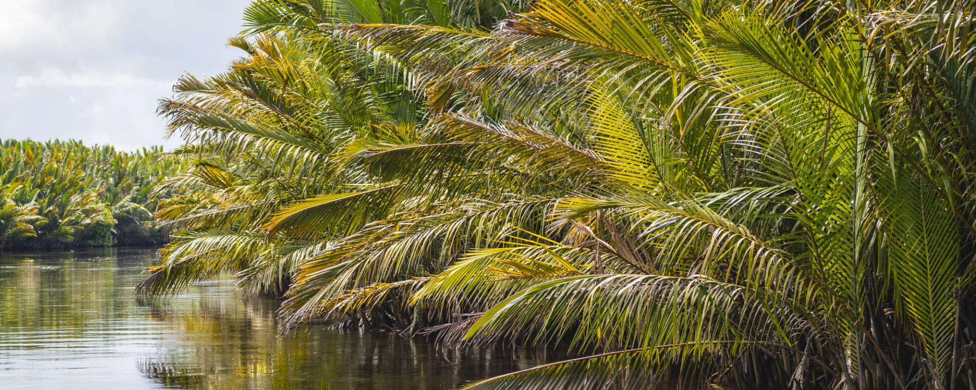 Tanjung Puting Nationalpark ab Palangkaraya: Indonesien Kalimantan Tanjung Puting NP