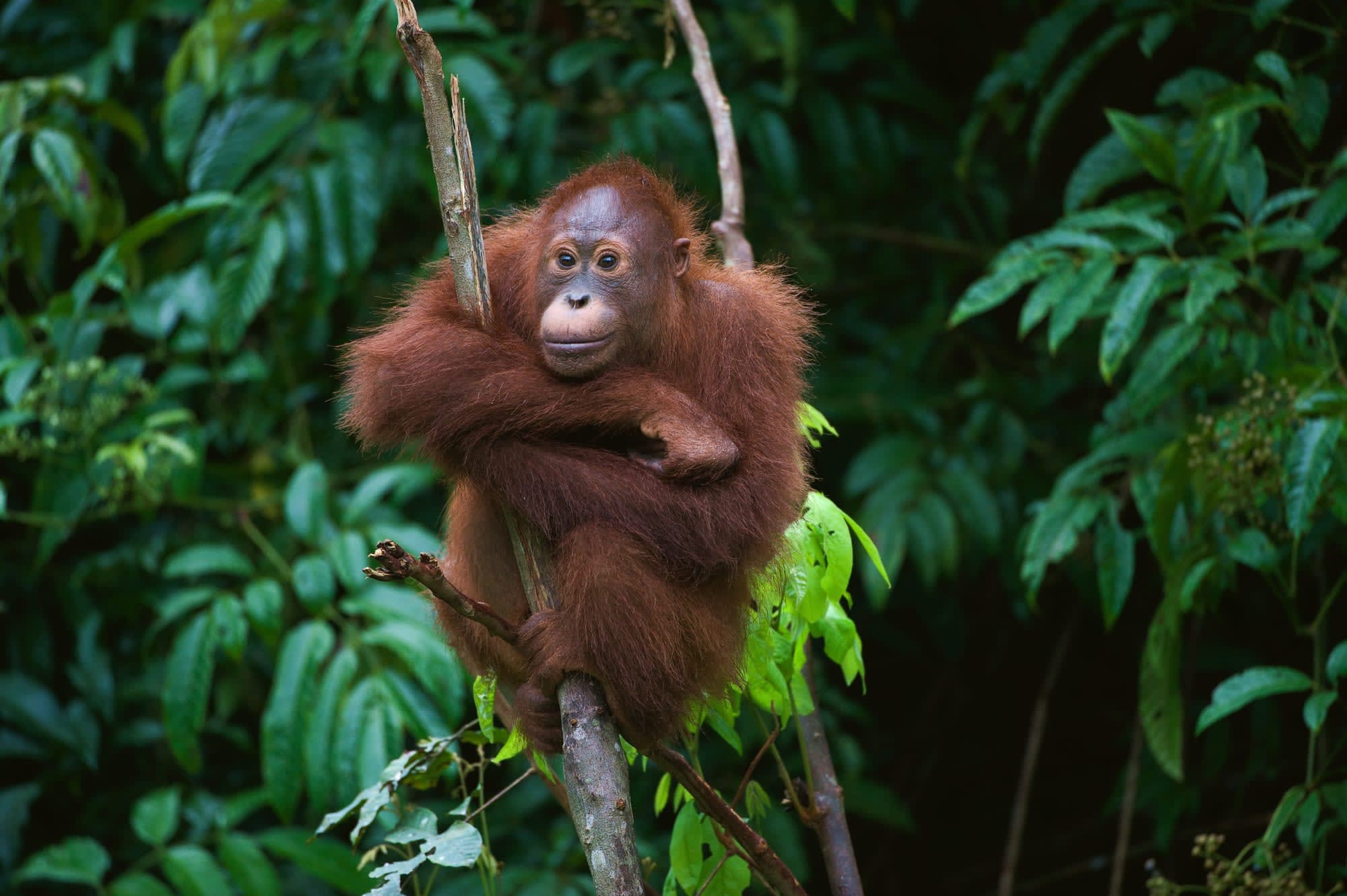 Tanjung Puting Nationalpark ab Palangkaraya: Indonesien Kalimantan Orang Utan