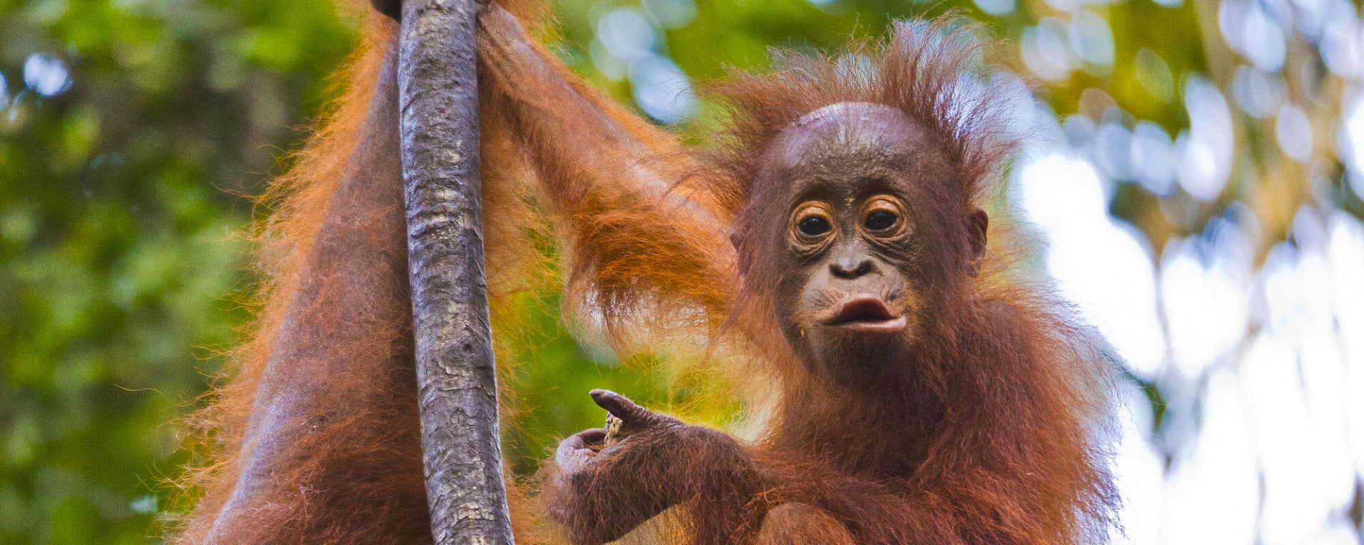 Tanjung Puting Nationalpark ab Palangkaraya: Indonesien Kalimantan Tanjung Puting NP Affe
