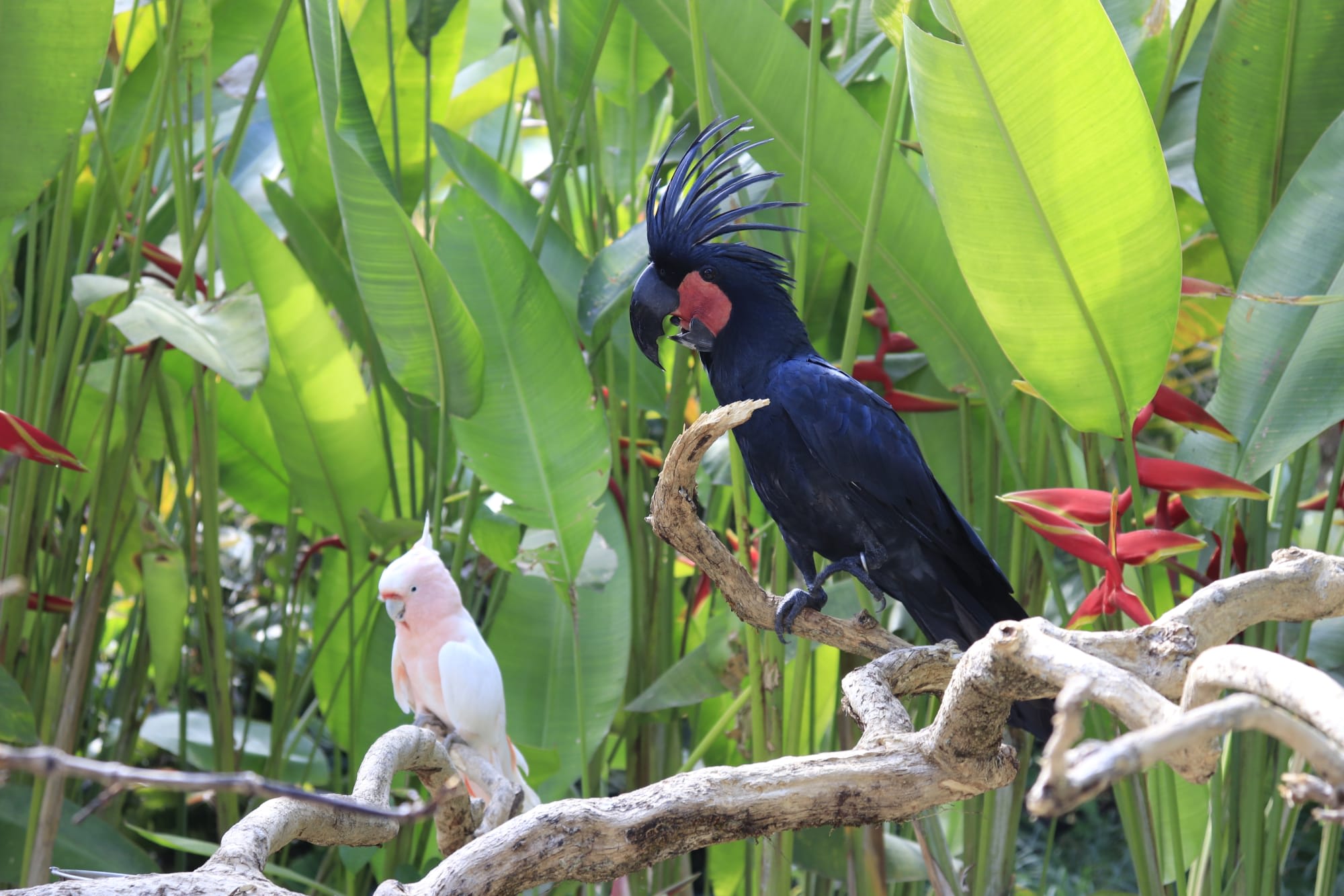Familienabenteuer Bali ab Süd-Bali: Indonesien Bali Bird Park
