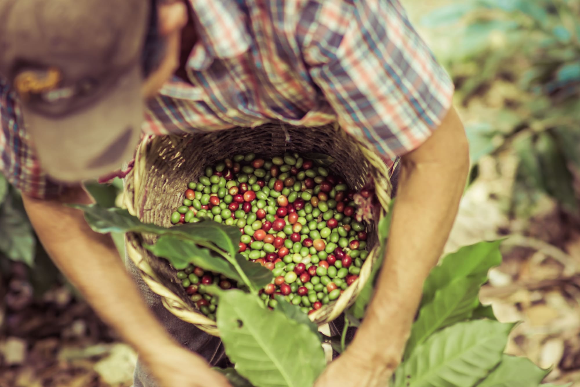 Soft Adventure Bali ab Süd-Bali: Indonesien Bali Kaffee