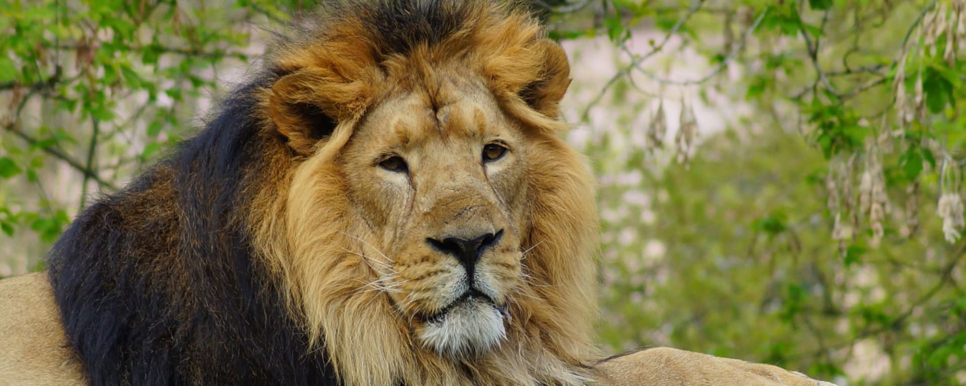 Gujarat - Land der Löwen und Legenden ab Gujarat | Ahmedabad: Indien Gir Nationalpark Löwe