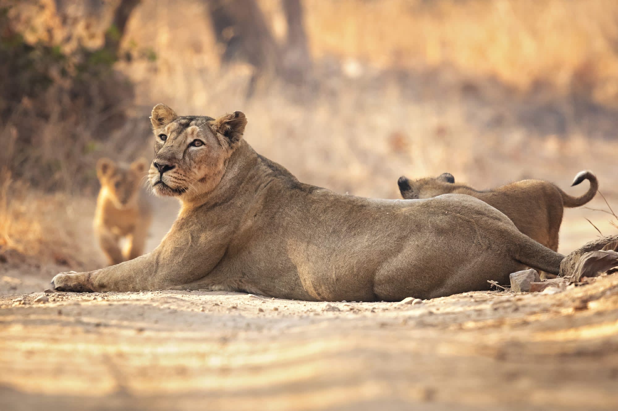 Gujarat - Land der Löwen und Legenden ab Gujarat | Ahmedabad: Indien Gujarat Gir Nationalpark
