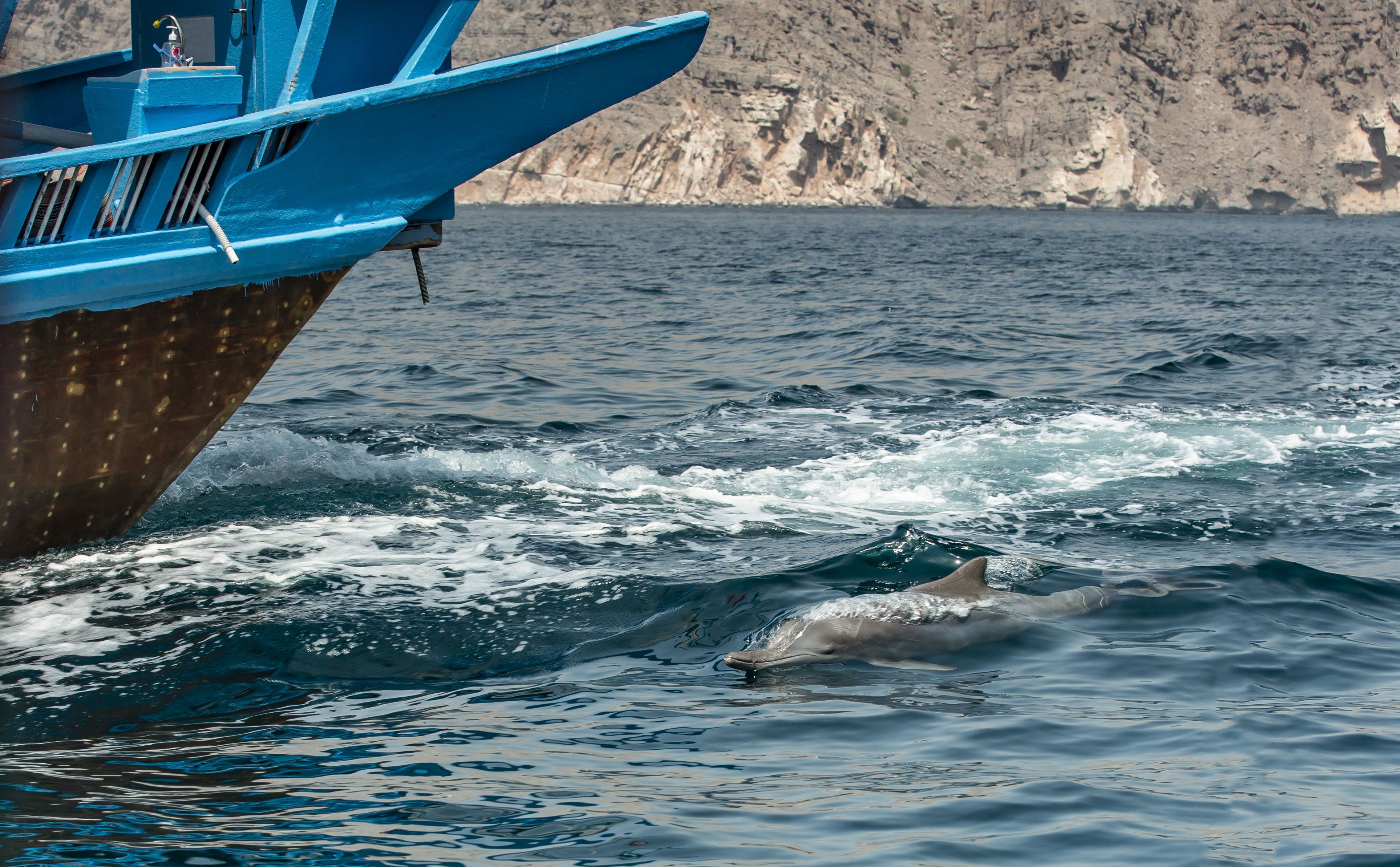 Faszination Musandam auf der Rubba Dhau: Oman Musandam Dhau mit Delfin