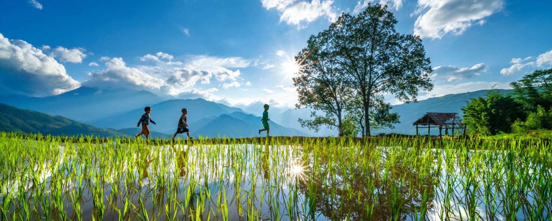 Kurztour Natur & Kultur Sapa ab Hanoi: Vietnam Lao Cai Reisfeld