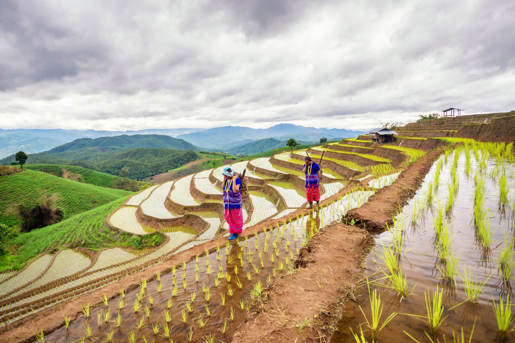 Kurztour Natur & Kultur Sapa ab Hanoi: Vietnam Sapa Reisfeld Hmong 
