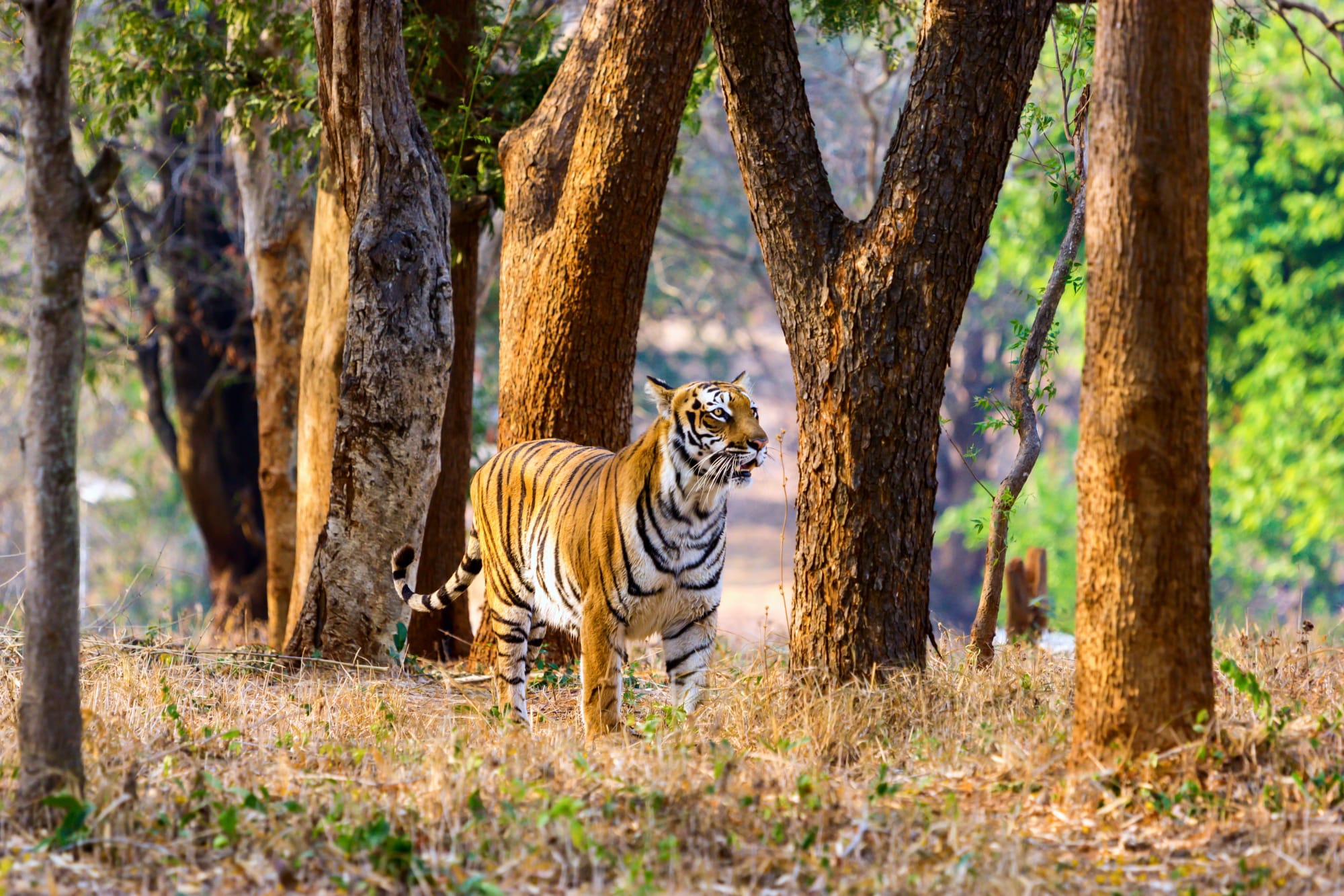 Goldener Tempel & Mythos Himalaya ab Delhi: Indien Jim Corbett Nationalpark Tiger