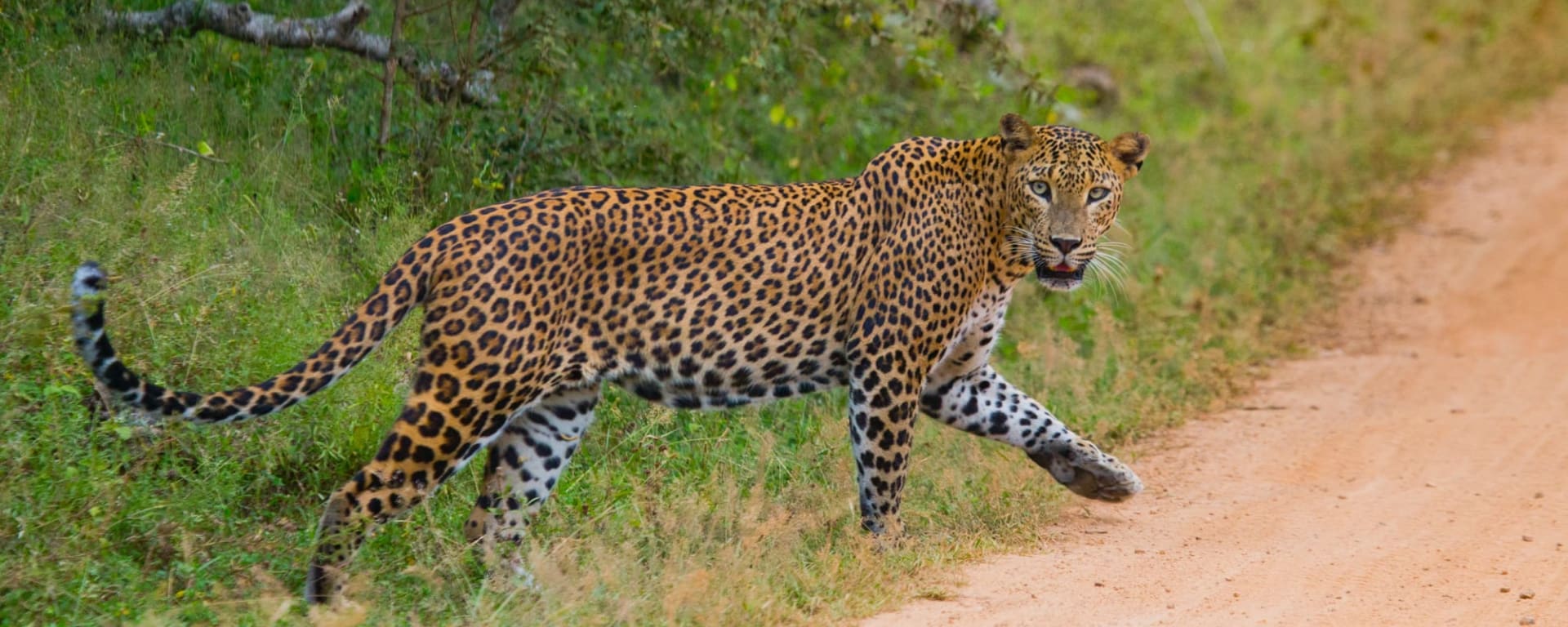 Sri Lanka's ursprünglicher Norden ab Colombo: Sri Lanka Leopard