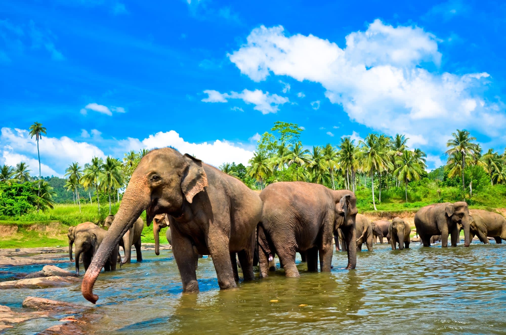 Soft Adventure Sri Lanka ab Colombo: Sri Lanka Elefantengruppe im Fluss