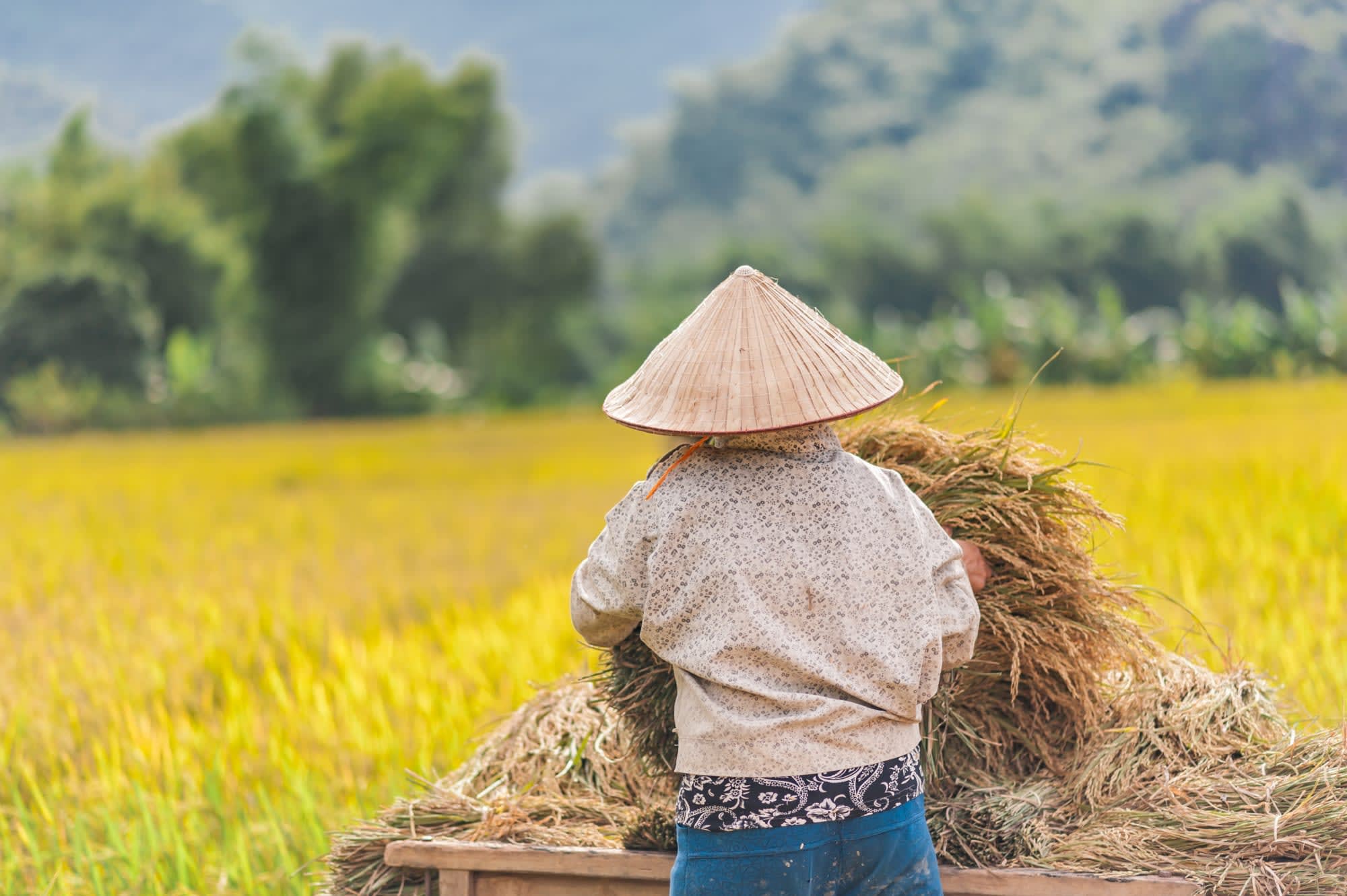 Mai Chau Deluxe - Avana Retreat ab Hanoi: Vietnam Mai Chau Valley Reisfeld