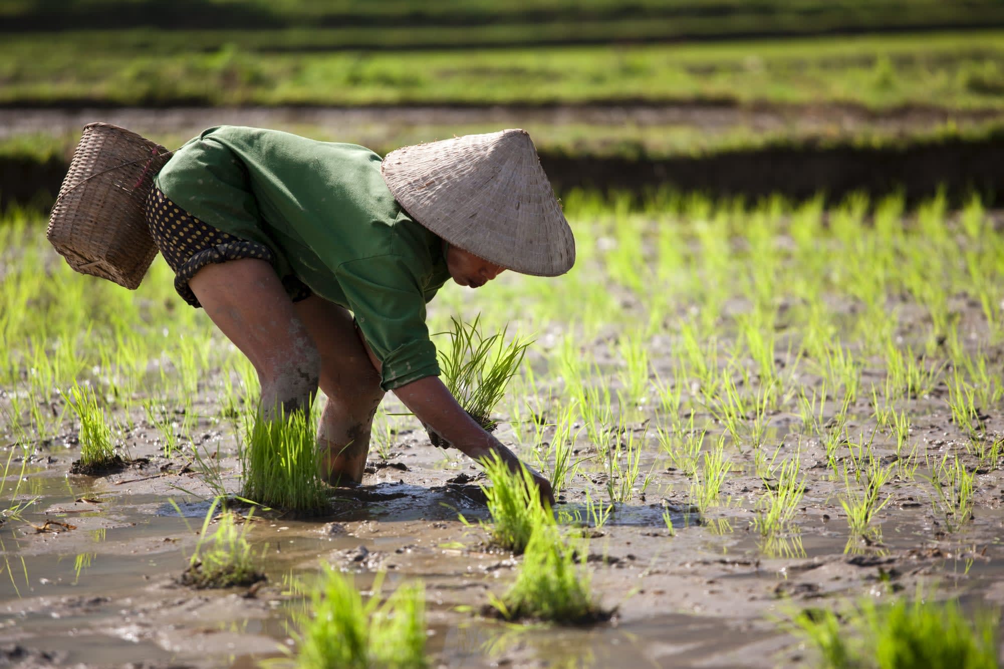 Familienabenteuer Vietnam ab Hanoi: Vietnam Reisfeld