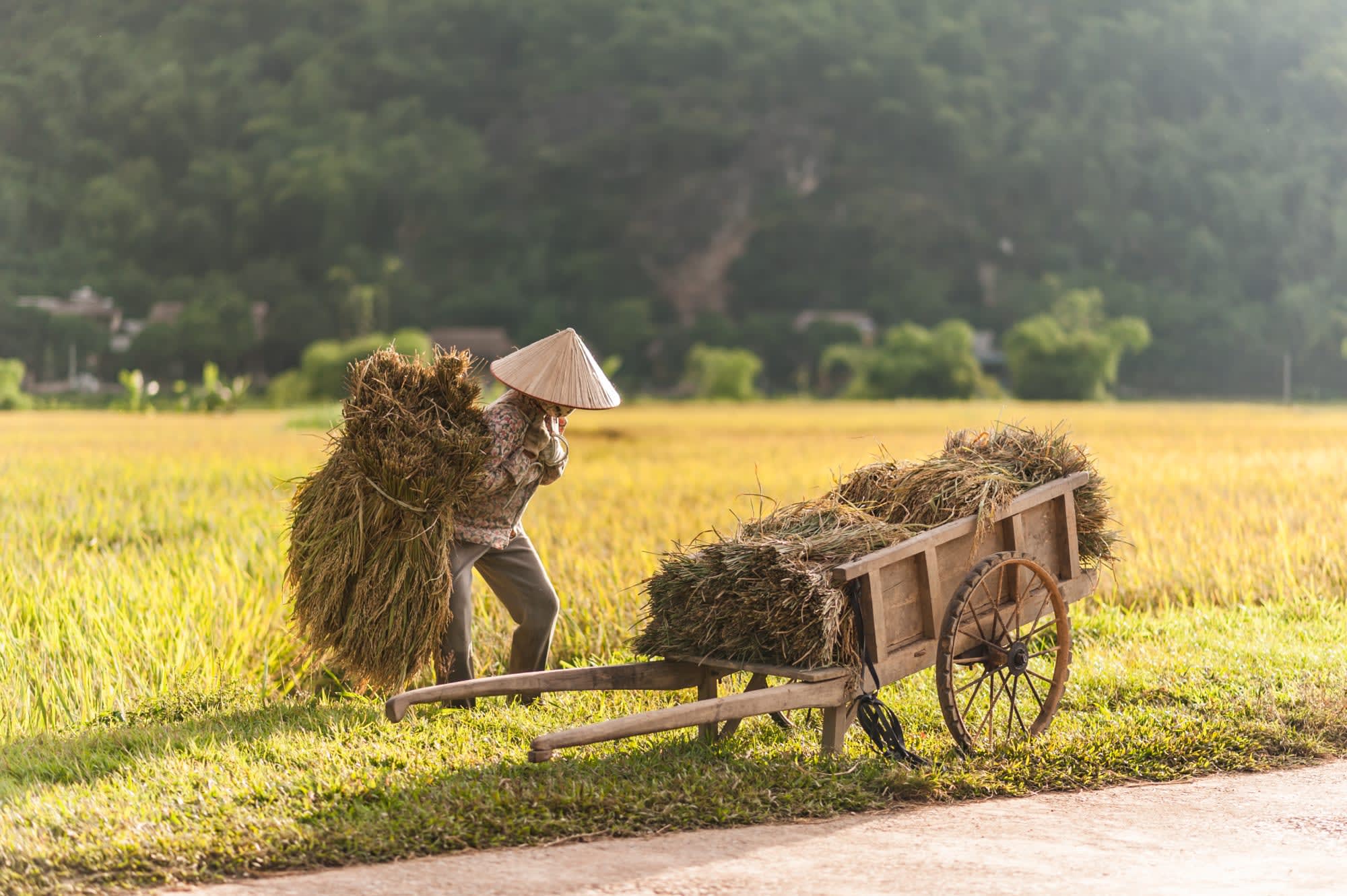 Familienabenteuer Vietnam ab Hanoi: Vietnam Mai Chau Valley Reisfeld