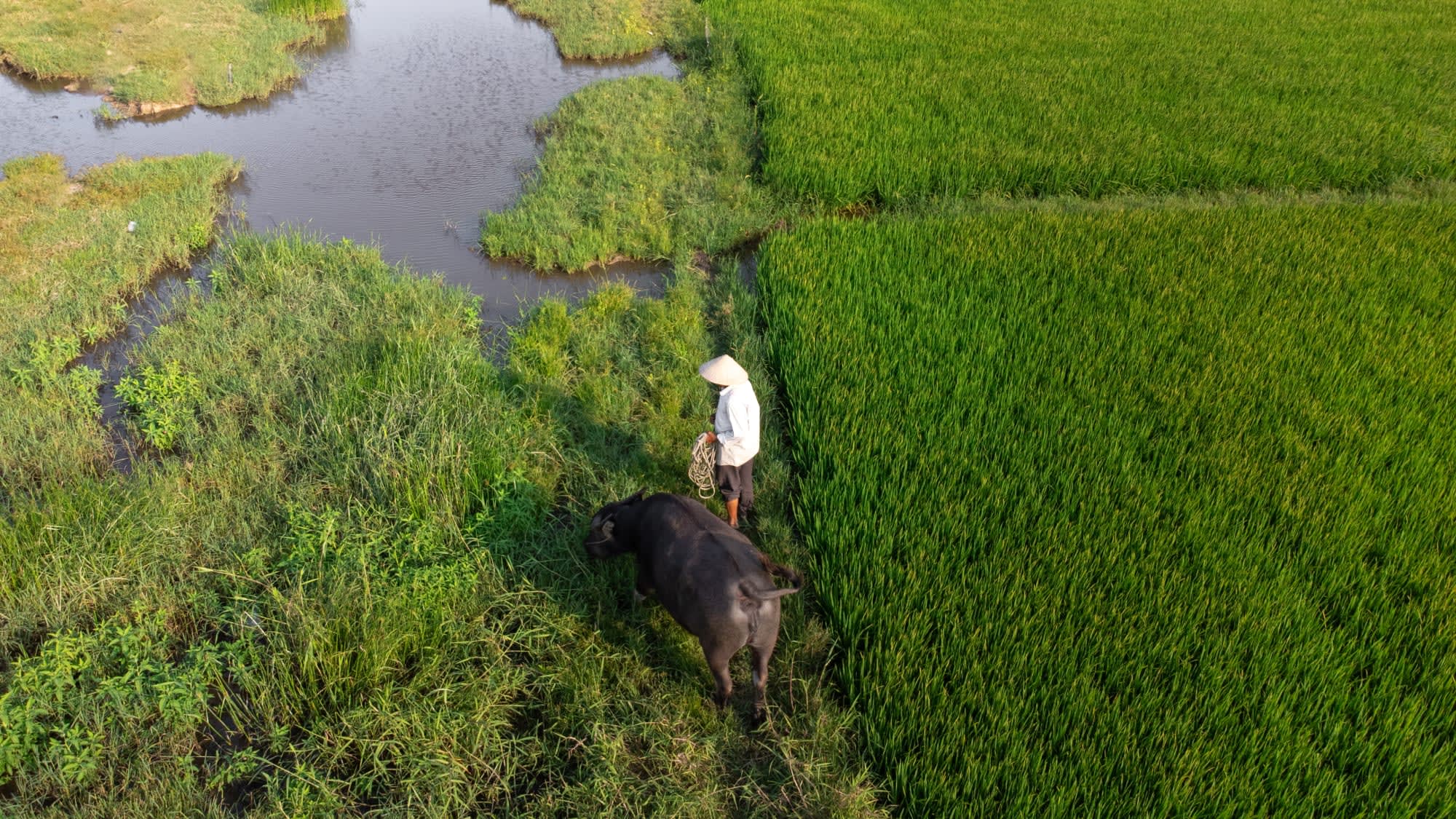 Faszinierendes Mekong Delta ab Saigon: Vietnam Reisfeld Wasserbüffel