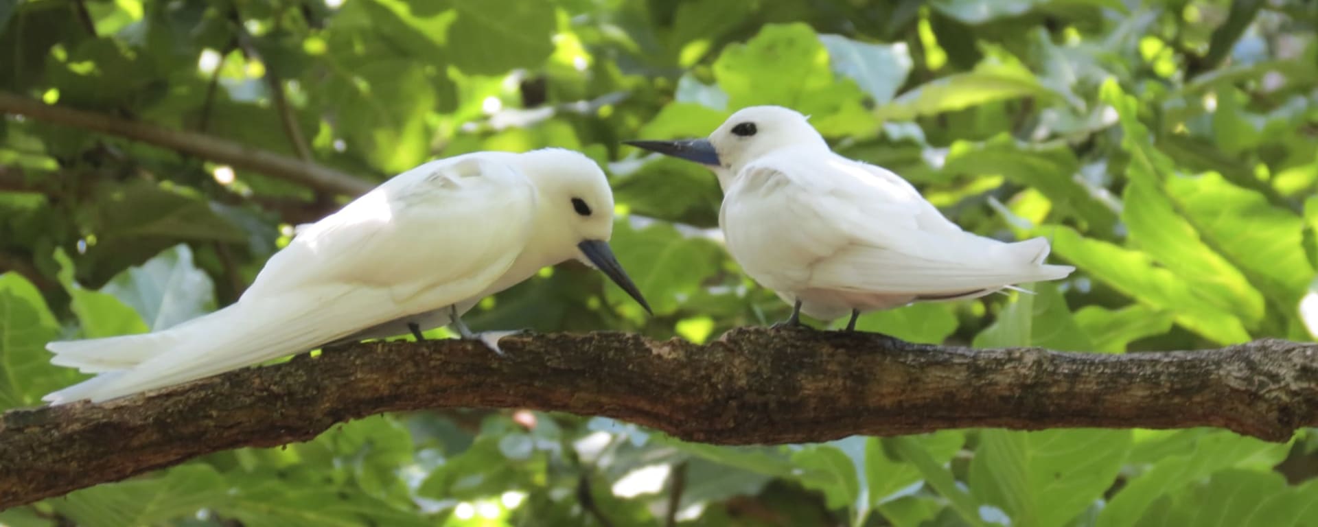 Islandhopping im Garten Eden (5 days/4 nights) ab Mahé: Seychellen Vögel