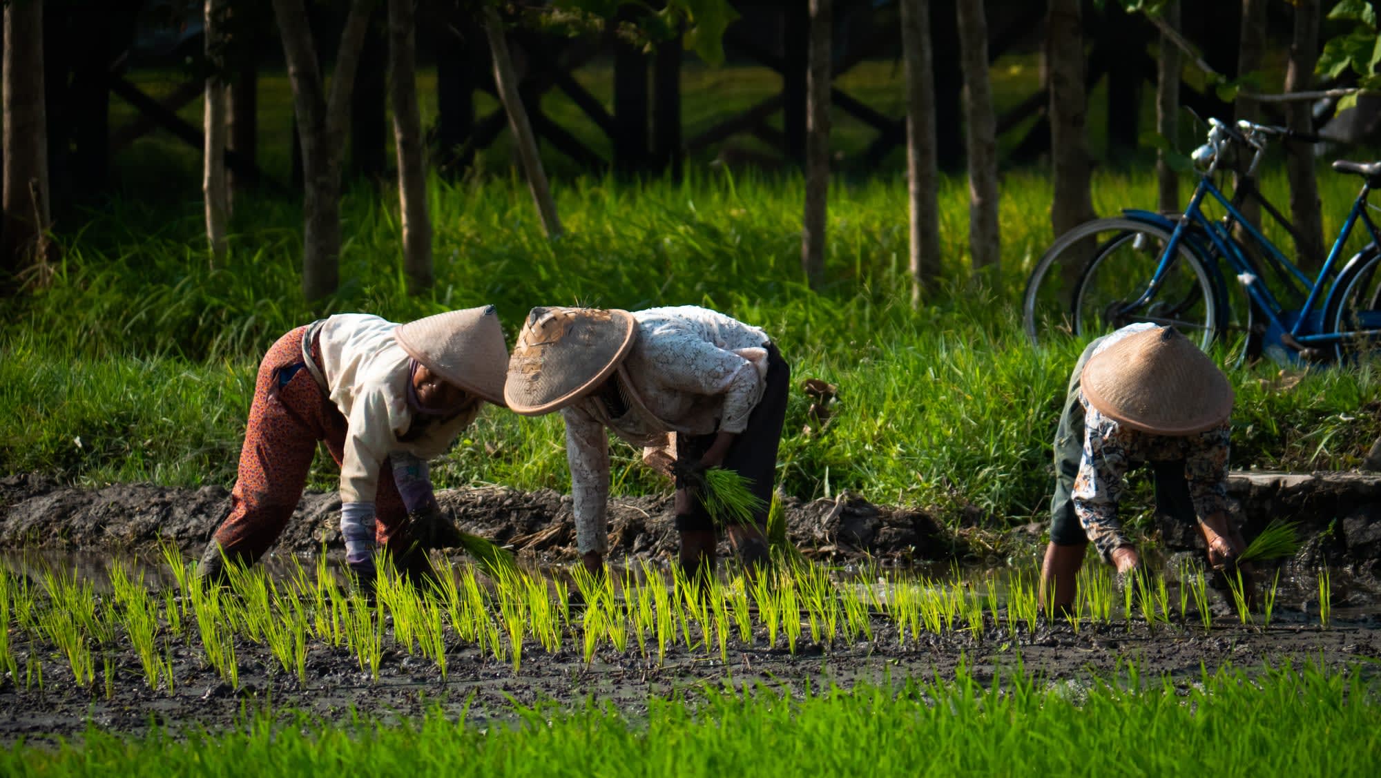 Entdeckertour Mittel-Java ab Yogyakarta und Umgebung: Indonesien Java Reisfeld Bauern