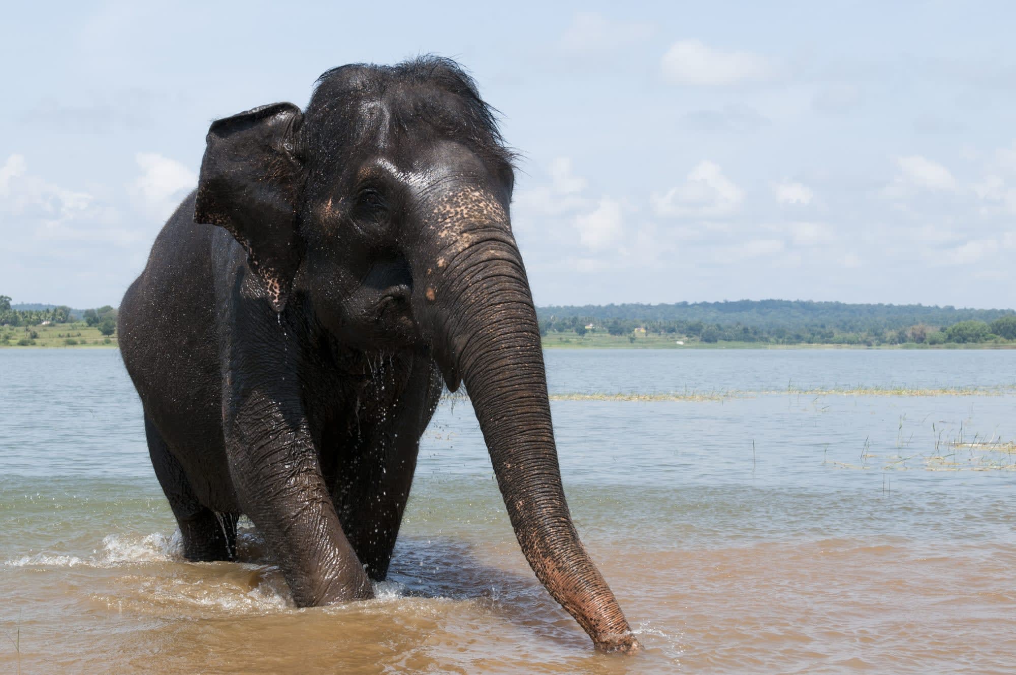 Schätze des Südens ab Telangana | Hyderabad: Indien Kabini Reservat Elefant
