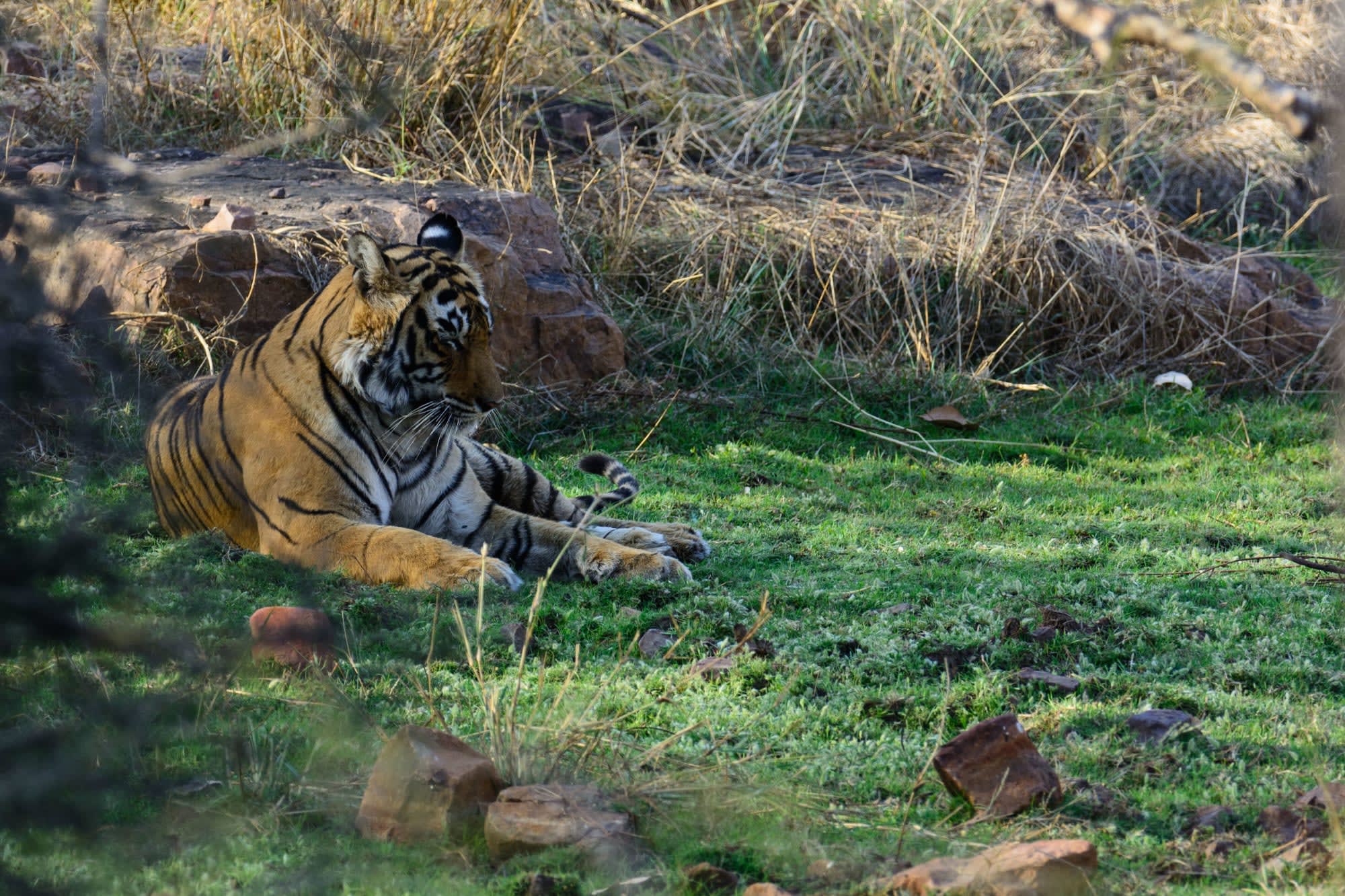 Schätze des Südens ab Telangana | Hyderabad: Indien Kabini Tiger