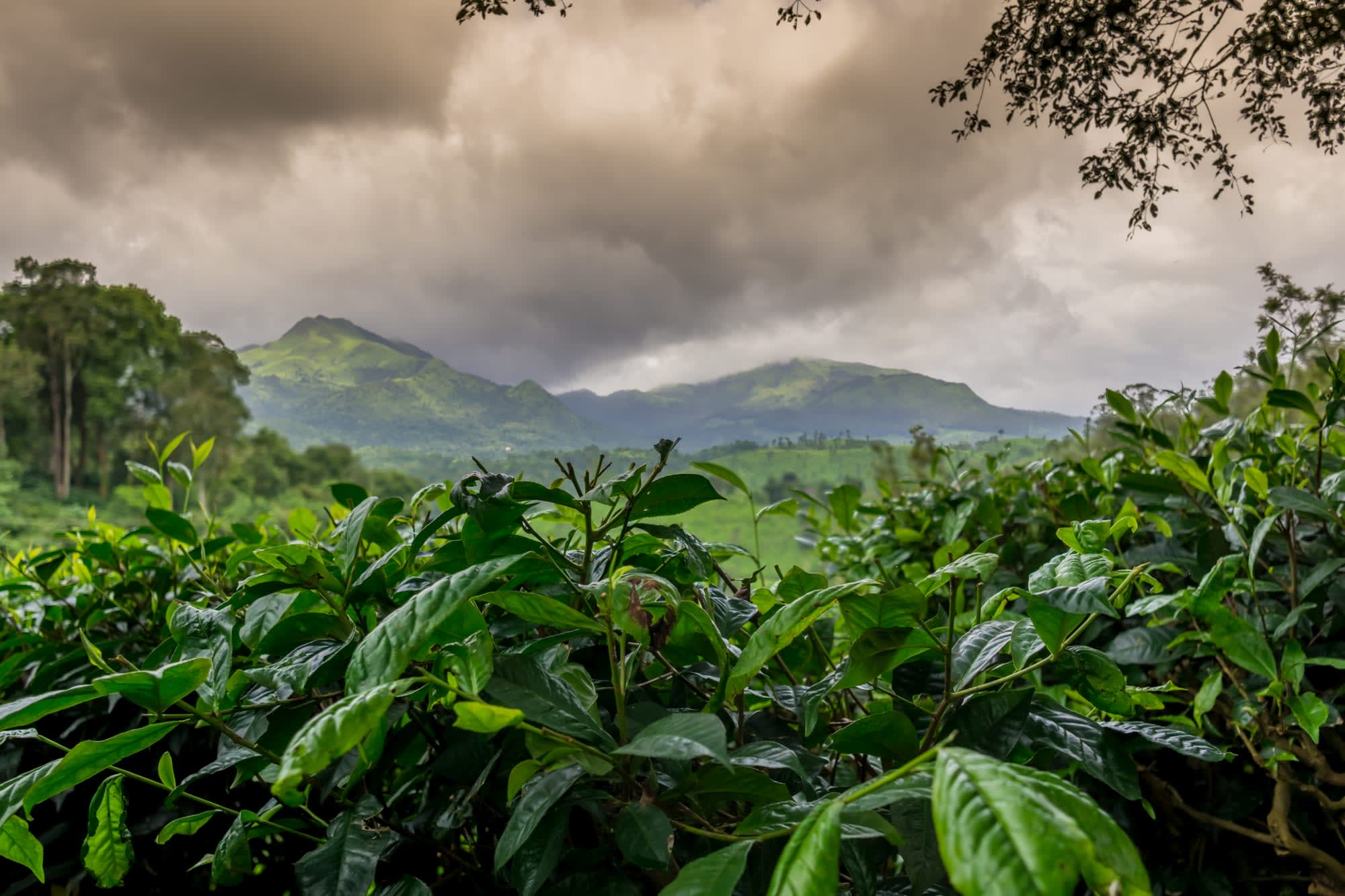 Schätze des Südens ab Telangana | Hyderabad: Indien Wayanad Teeplantage