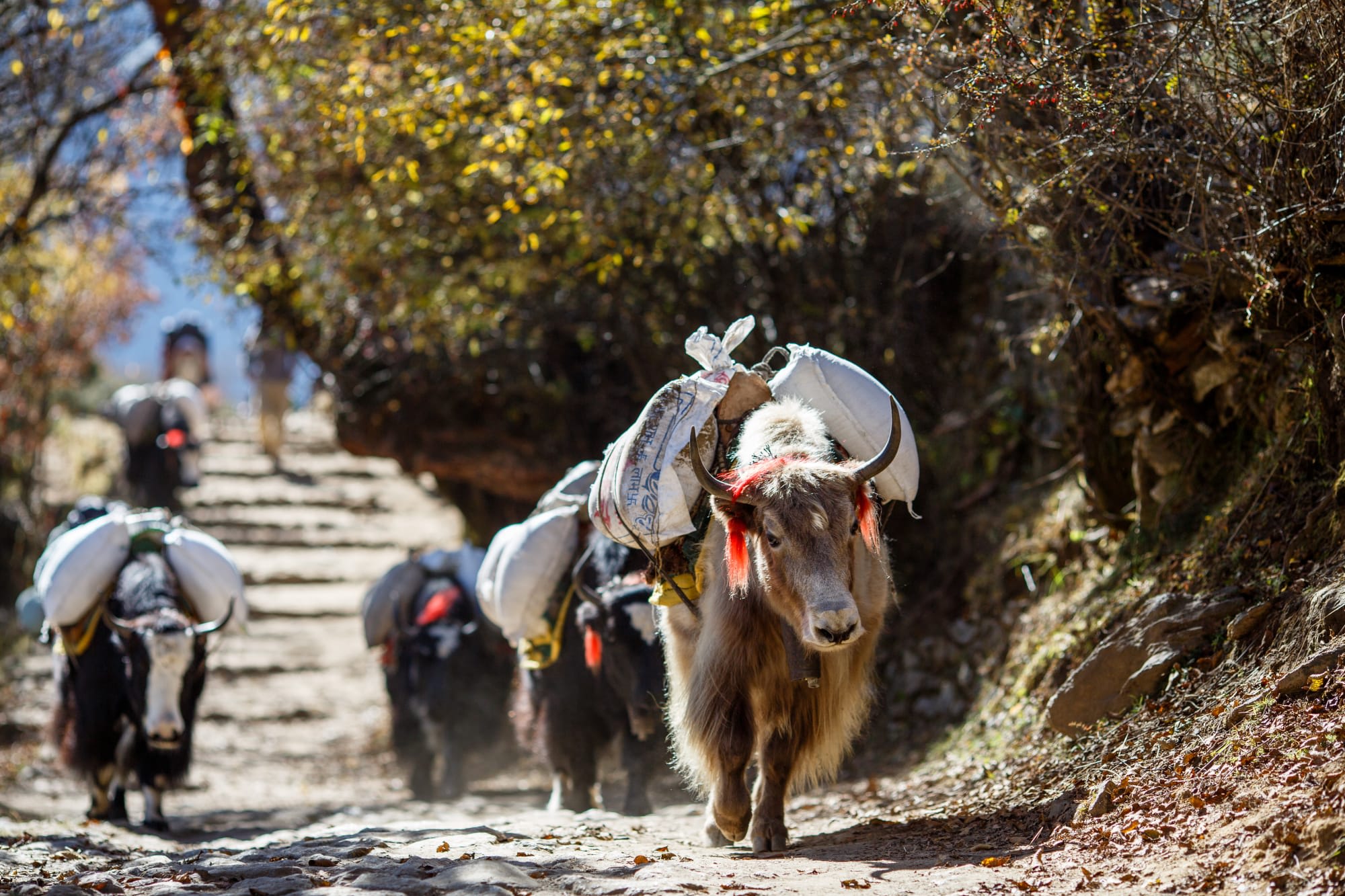 Zauberhaftes Bandipur ab Kathmandu: Nepal Yaks