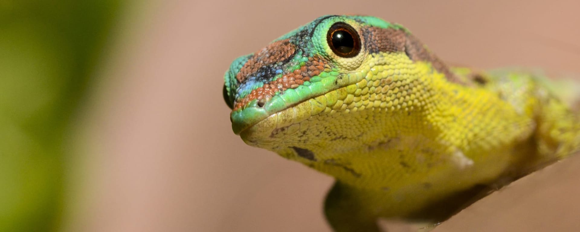 Nature & Adventure Mauritius ab Süd | Südwesten: Mauritius Green Gecko