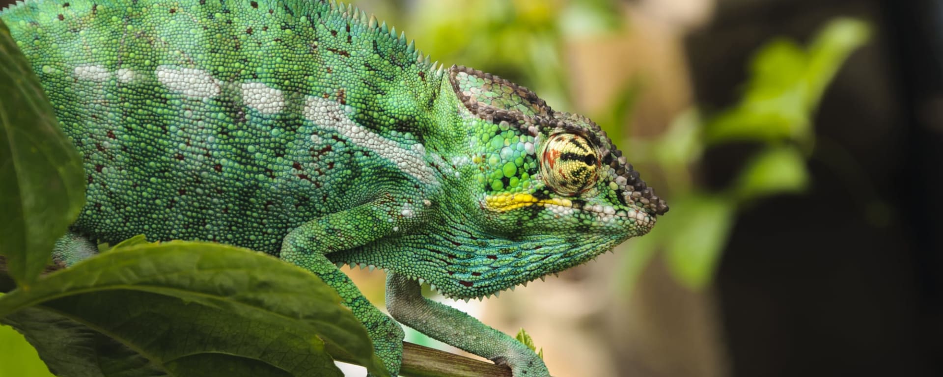 La Réunion entspannt entdecken ab Küstenregion: Reunion Chamäleon