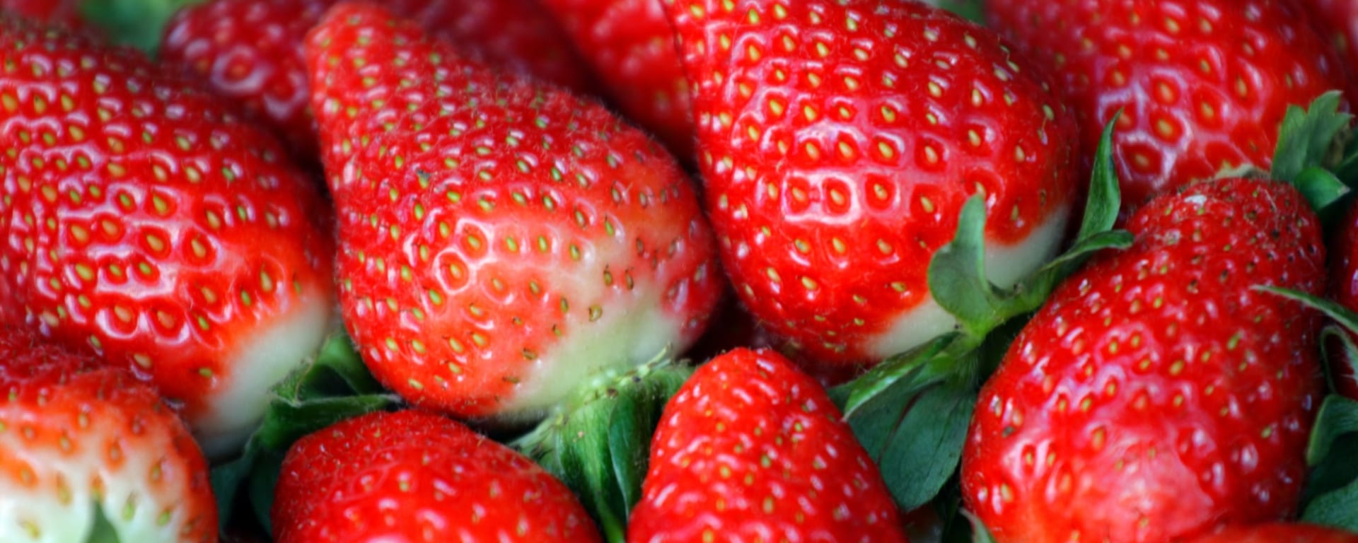 Klassisches Malaysia ab Kuala Lumpur: Malaysia Cameron Highlands Erdbeeren