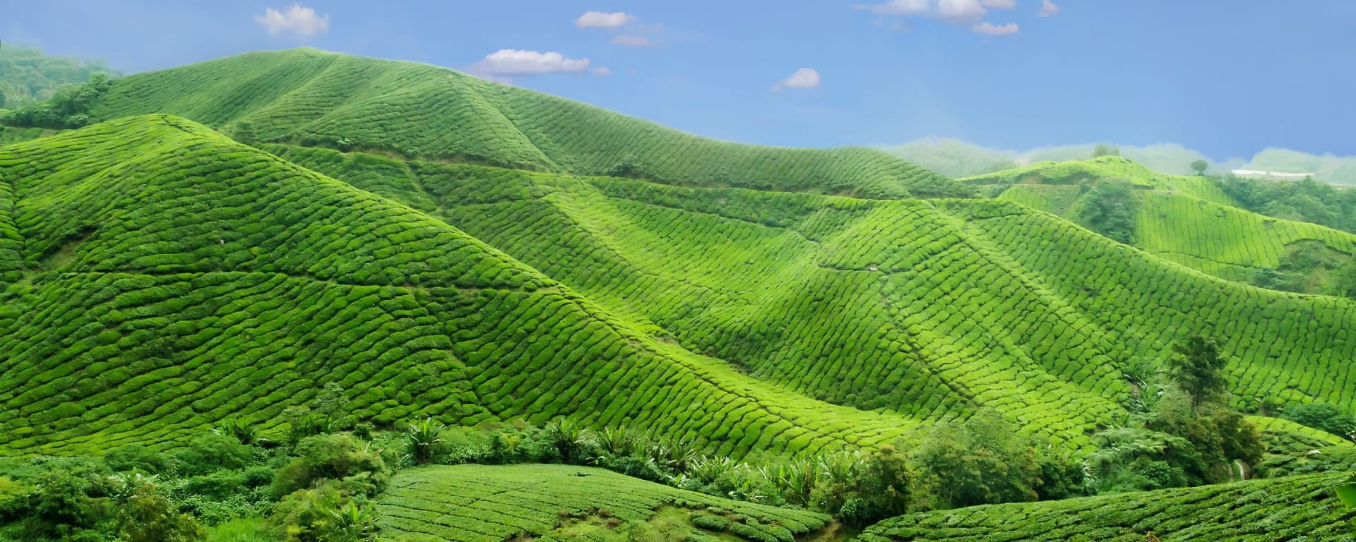 Klassisches Malaysia ab Kuala Lumpur: Malaysia Cameron Highlands Teeplantagen