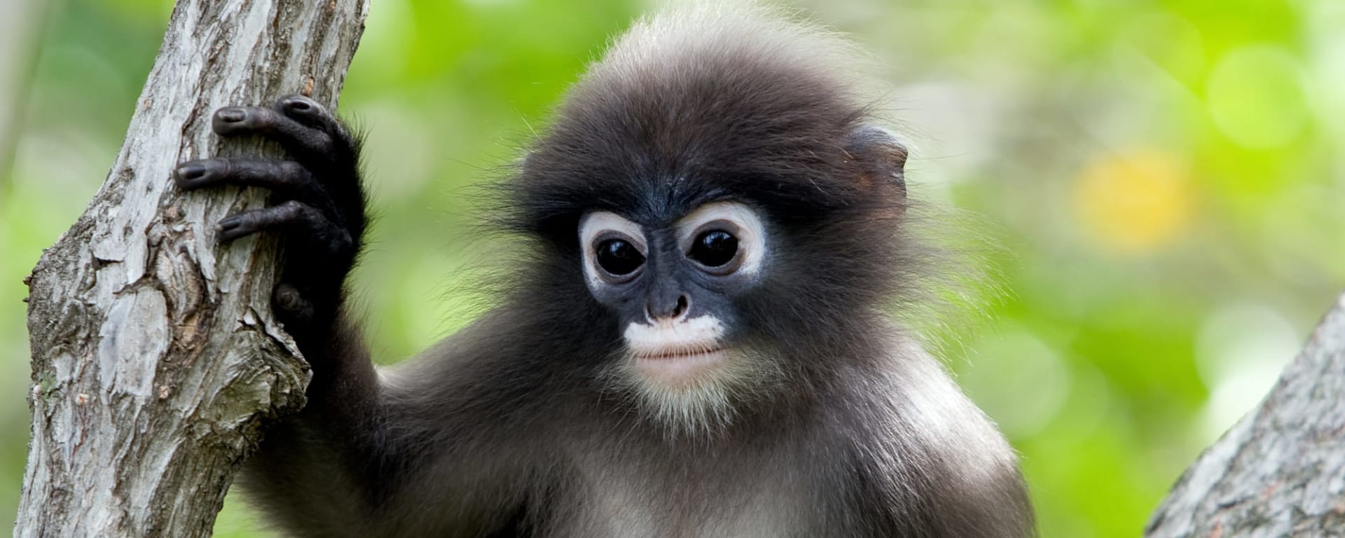 Borneo Wildlife - Danum Valley ab Kota Kinabalu: Borneo Sabah Südlicher Brillenlangur