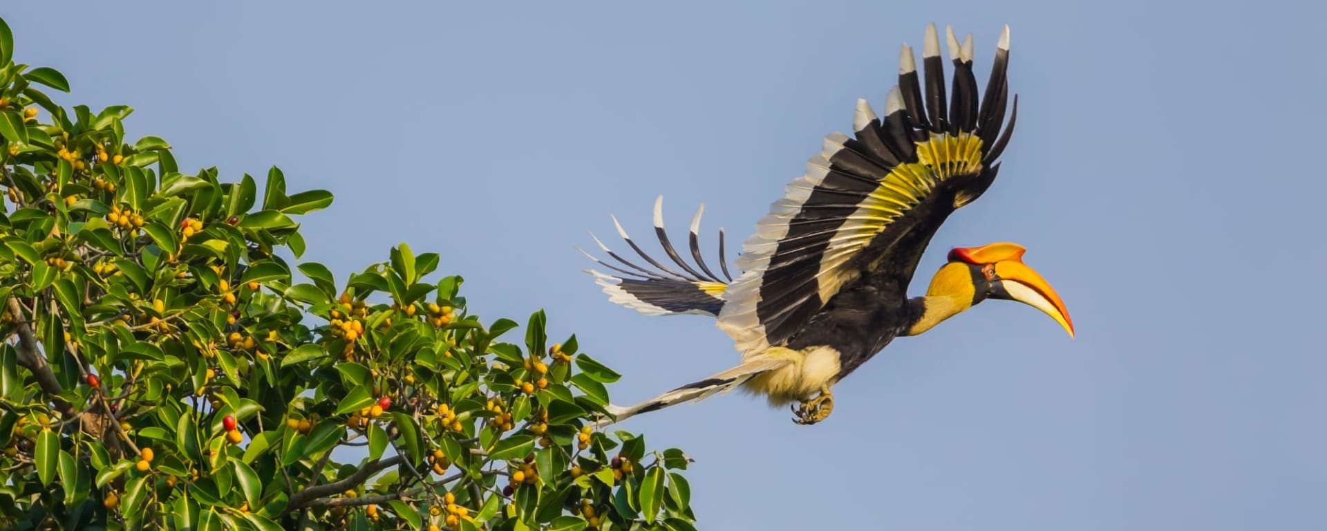 Borneo Wildlife - Danum Valley ab Kota Kinabalu: Borneo Hornbill
