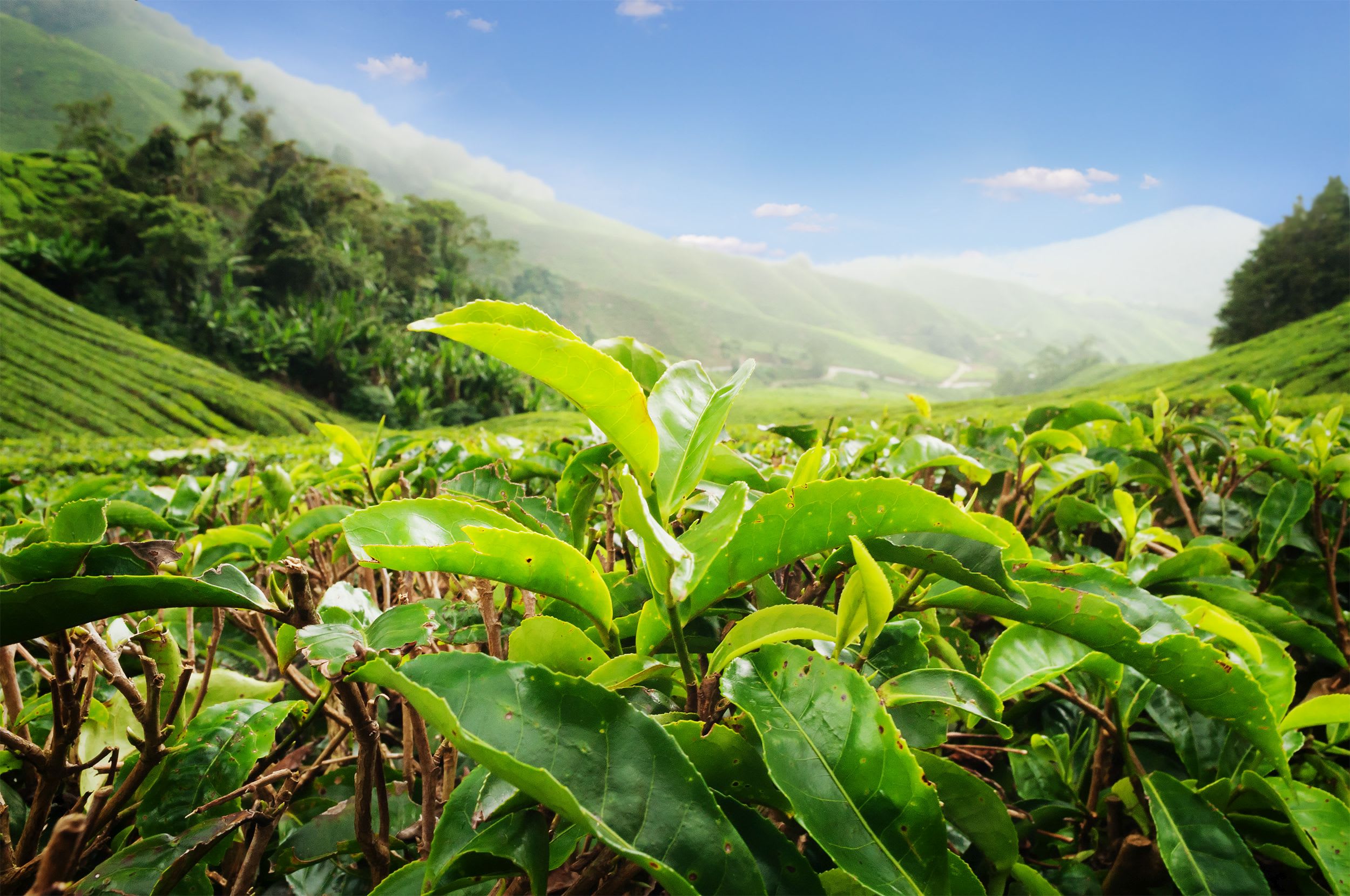 Klassisches Malaysia ab Kuala Lumpur: Malaysia Teeplantage Cameron Highlands