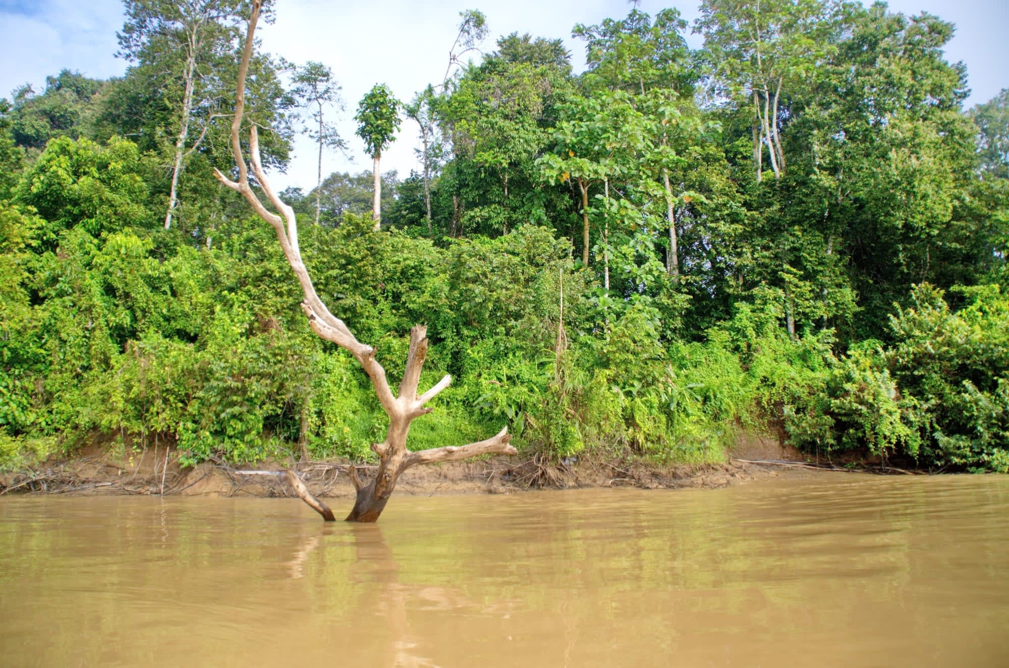 Borneo Wildlife - Danum Valley ab Kota Kinabalu: Borneo Sabah Kinabantangan Fluss