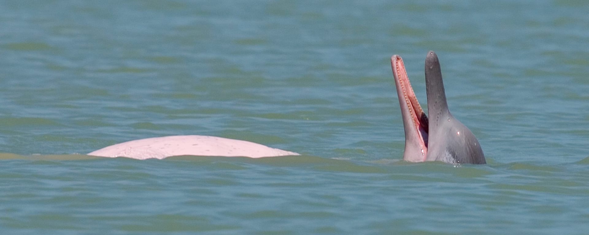 Khanom - unbekanntes Südthailand: Thailand Khanom Rosa Delfin