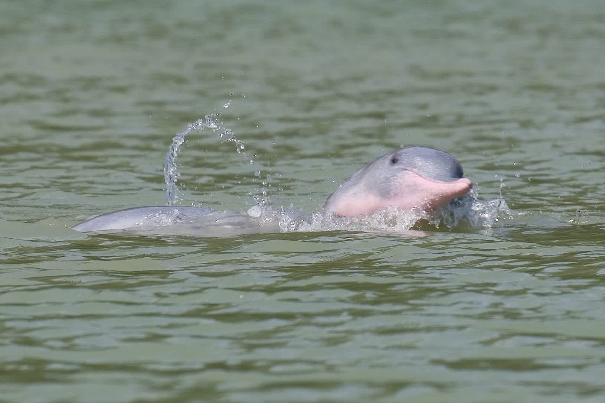 Khanom - unbekanntes Südthailand: Thailand Khanom Rosa Delfine
