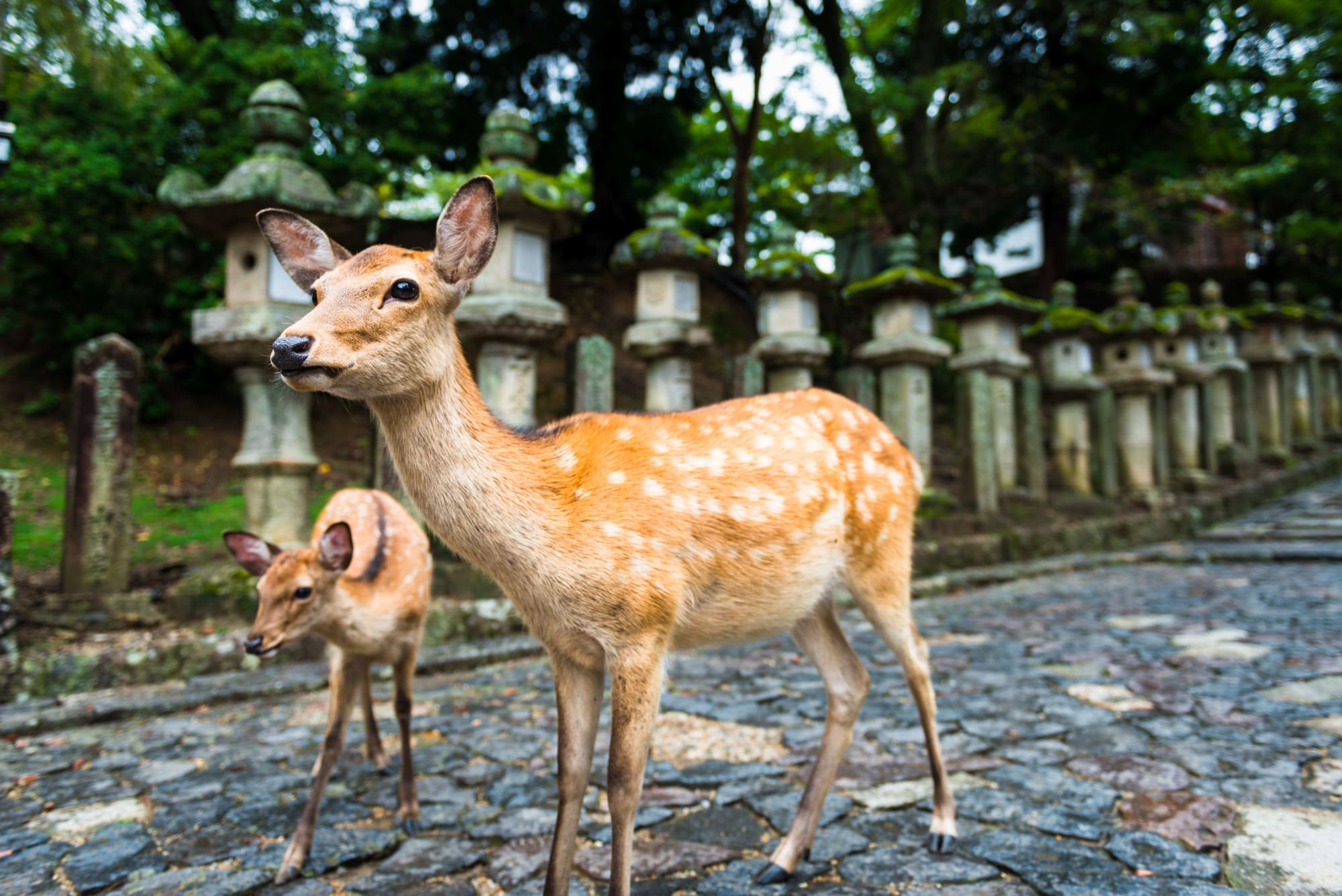 Japans Goldene Route ab Tokio: Japan Nara Rotwild