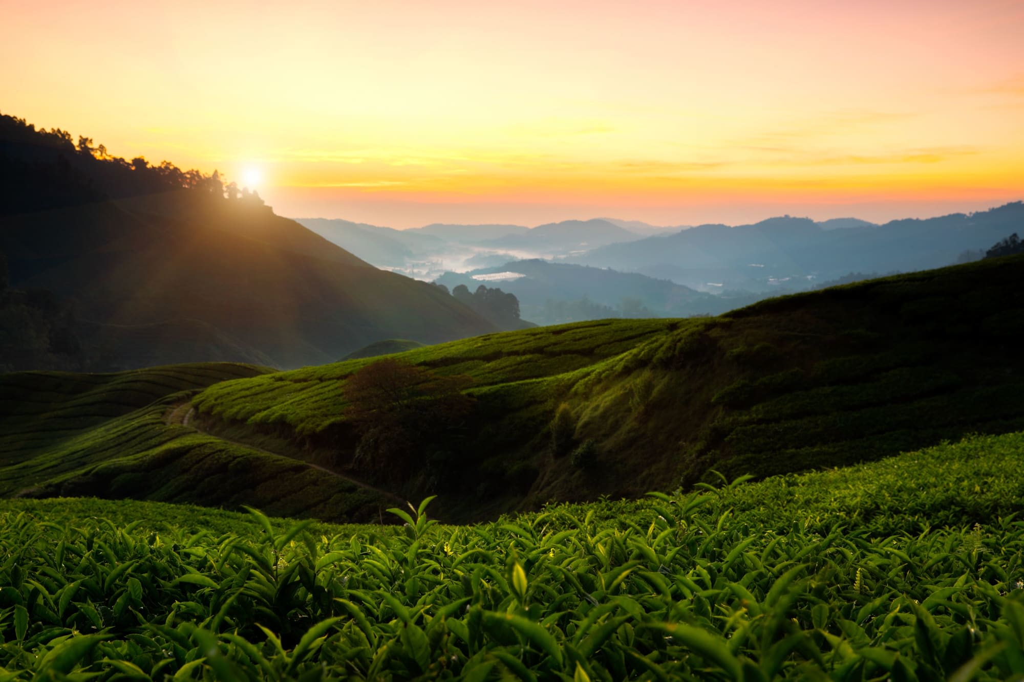 Malaysia Deluxe - Option II The Datai ab Kuala Lumpur: Malaysia Cameron Highlands Teeplantage