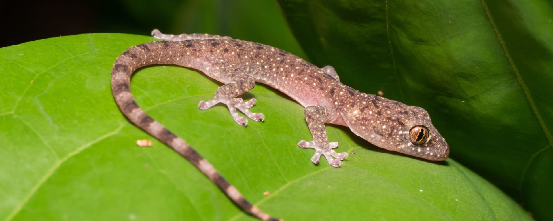Taman Negara, Eigenanreise: Malaysia Taman Negara Gecko