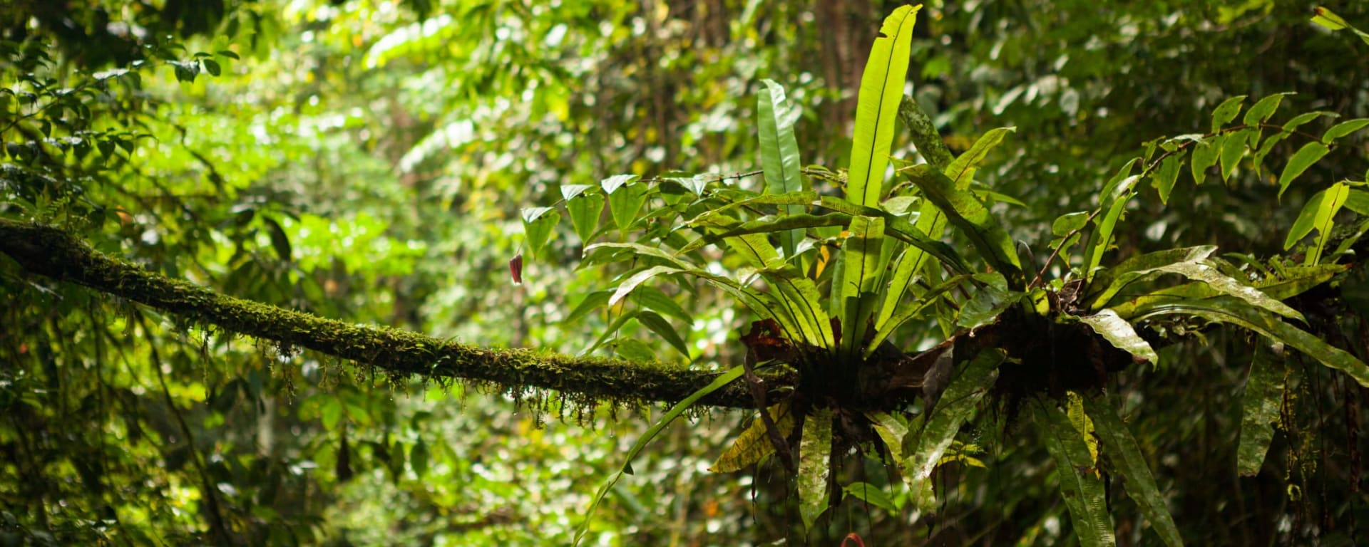 Familienabenteuer Borneo ab Kota Kinabalu: Borneo Sabah Regenwald